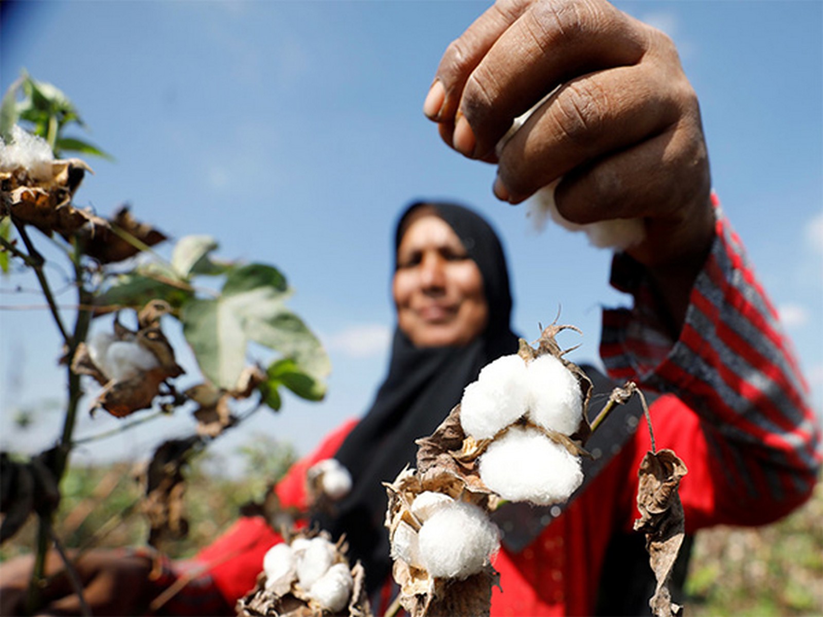 A woman picks cotton in Pakistan as production drops 30%, with Sindh seeing the steepest fall, says PCGA (Photo/Reuters)