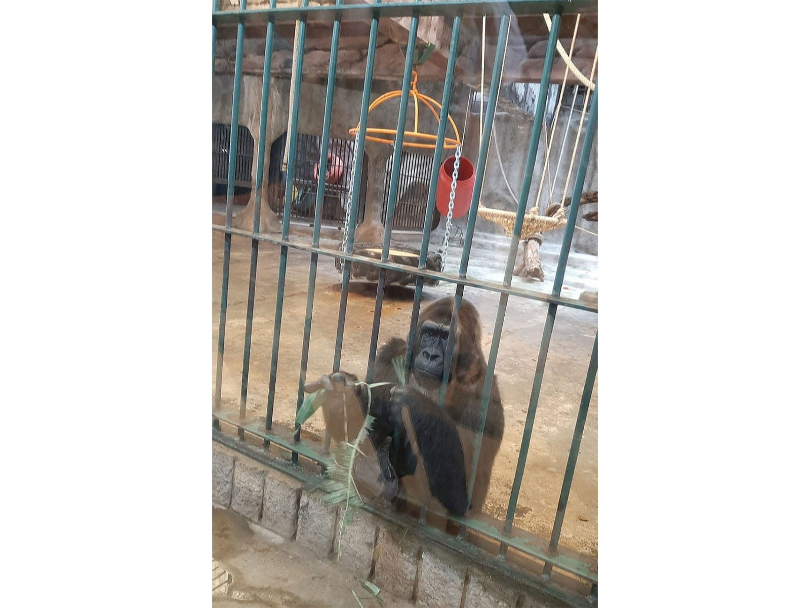 Gorilla Bua Noi in Pata Zoo in Bangkok in Thailand Photo credit: Shubhobroto Ghosh