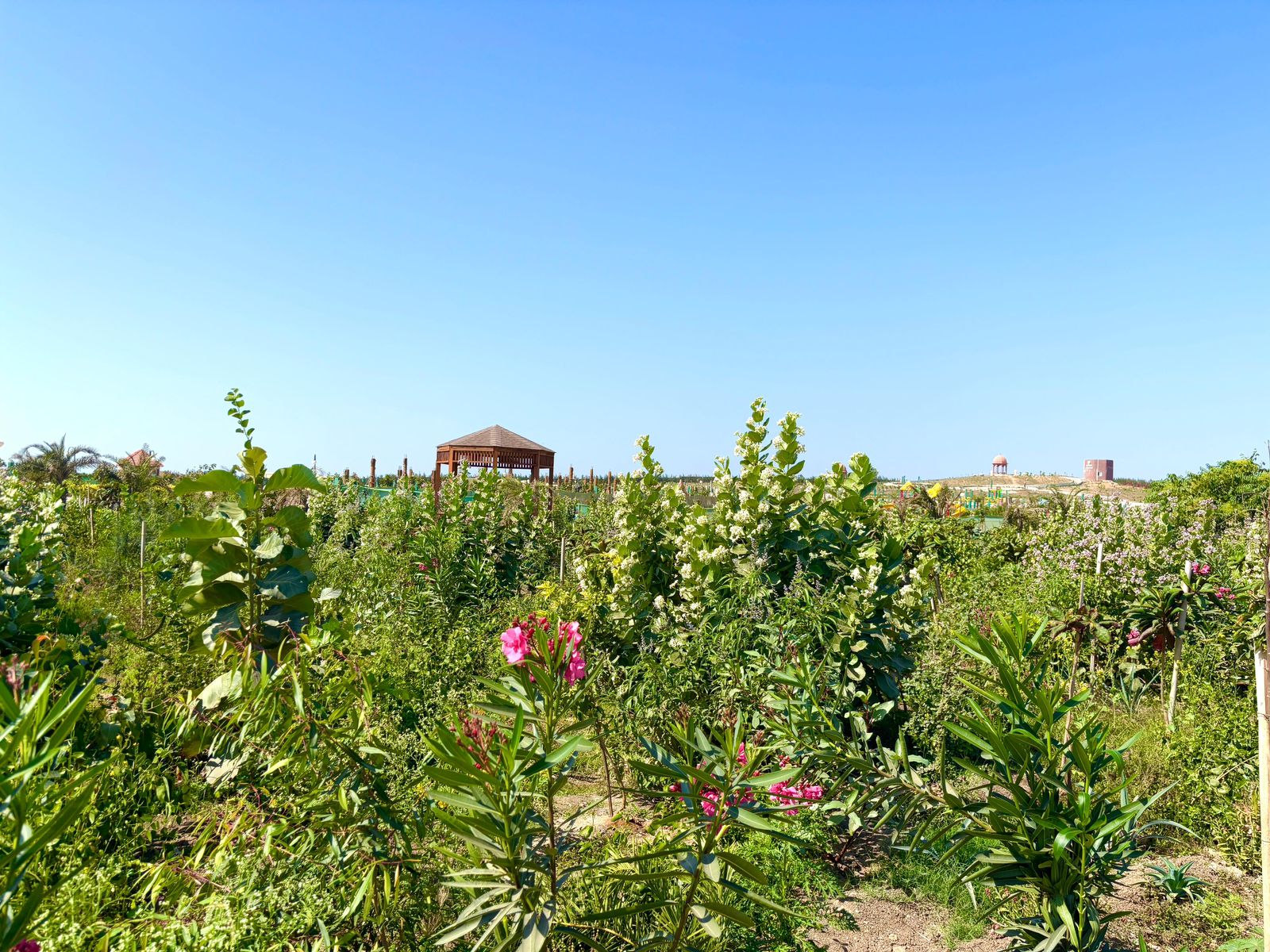 Gujarat records plantation across 1.04 lakh hectares of forest area in last 3 years (Photo: CMO)