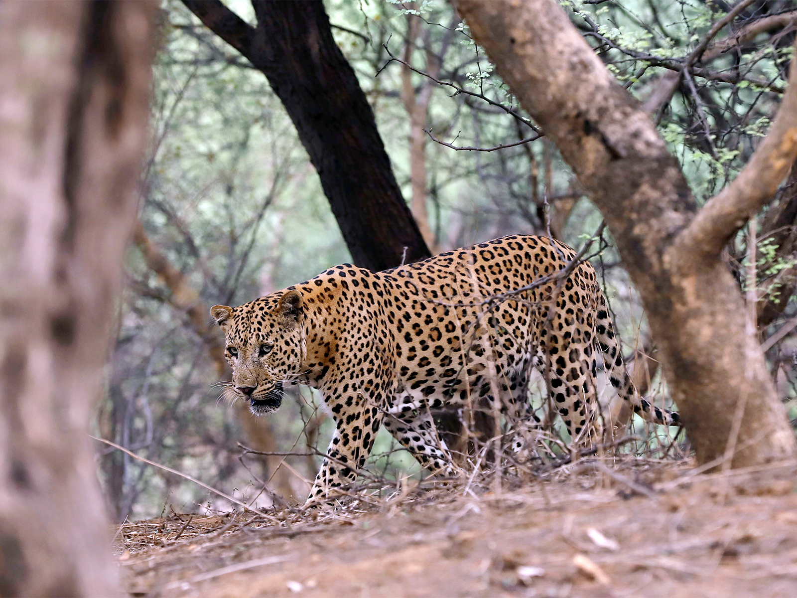 Representative Image (File Photo/ANI)