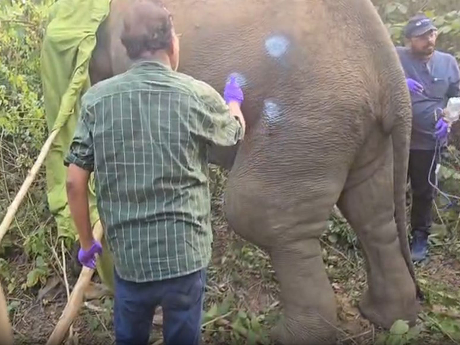 Expert administering treatment to hurt elephant in Odisha (Photo/ANI)
