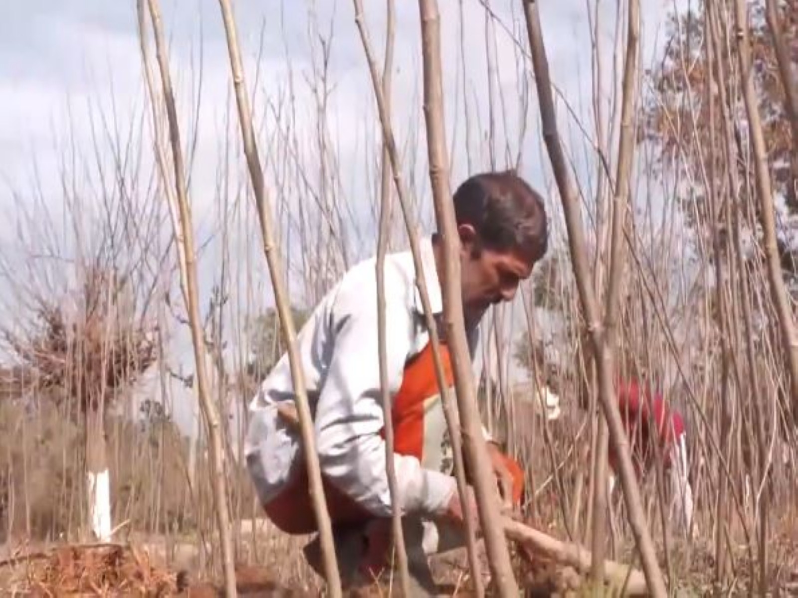Farmers working in the fields (Photo/ANI)