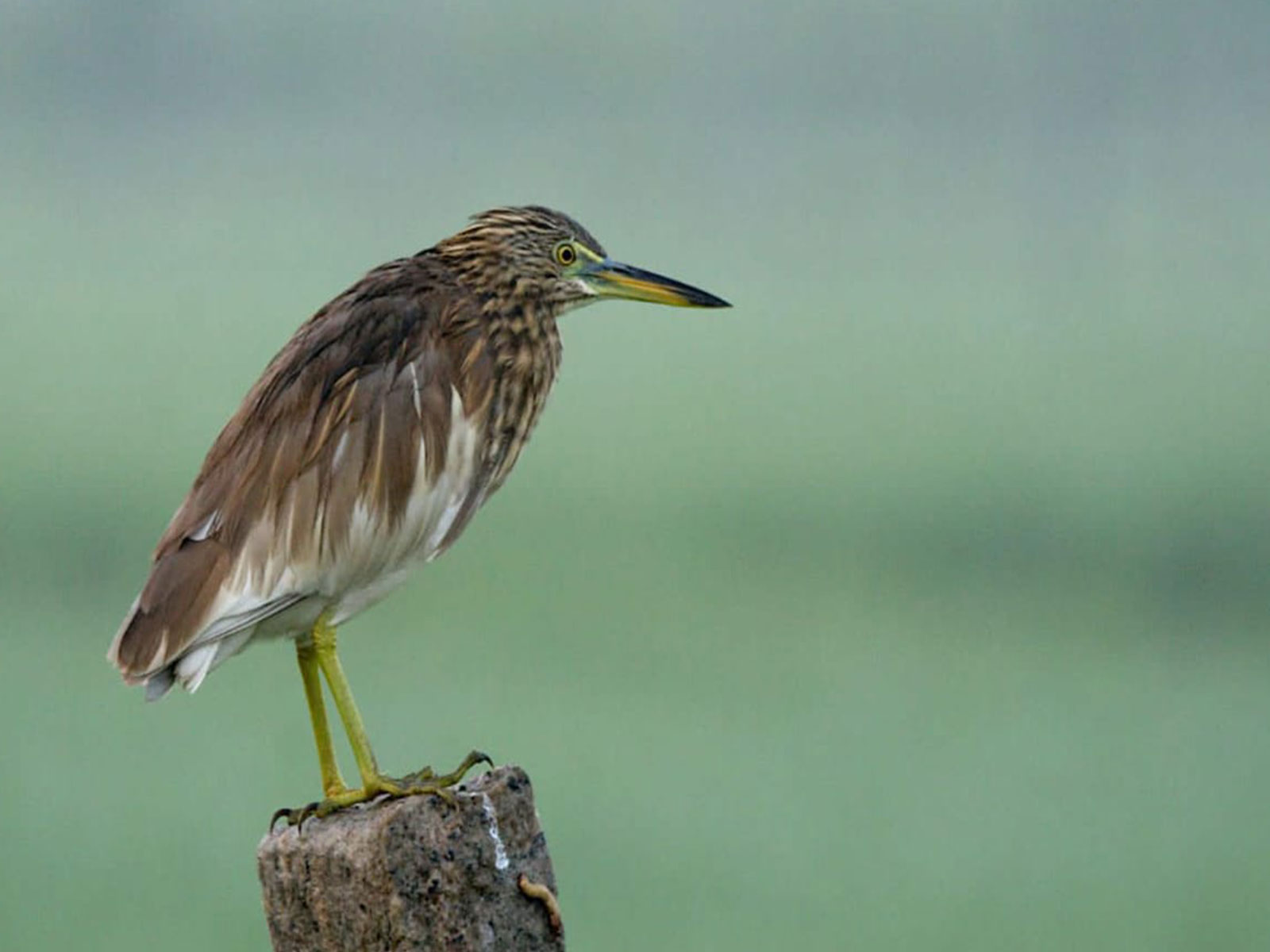 Wetland Bird Census conducted across 20 wetlands in Trichy, Tamil Nadu (Photo/ANI)