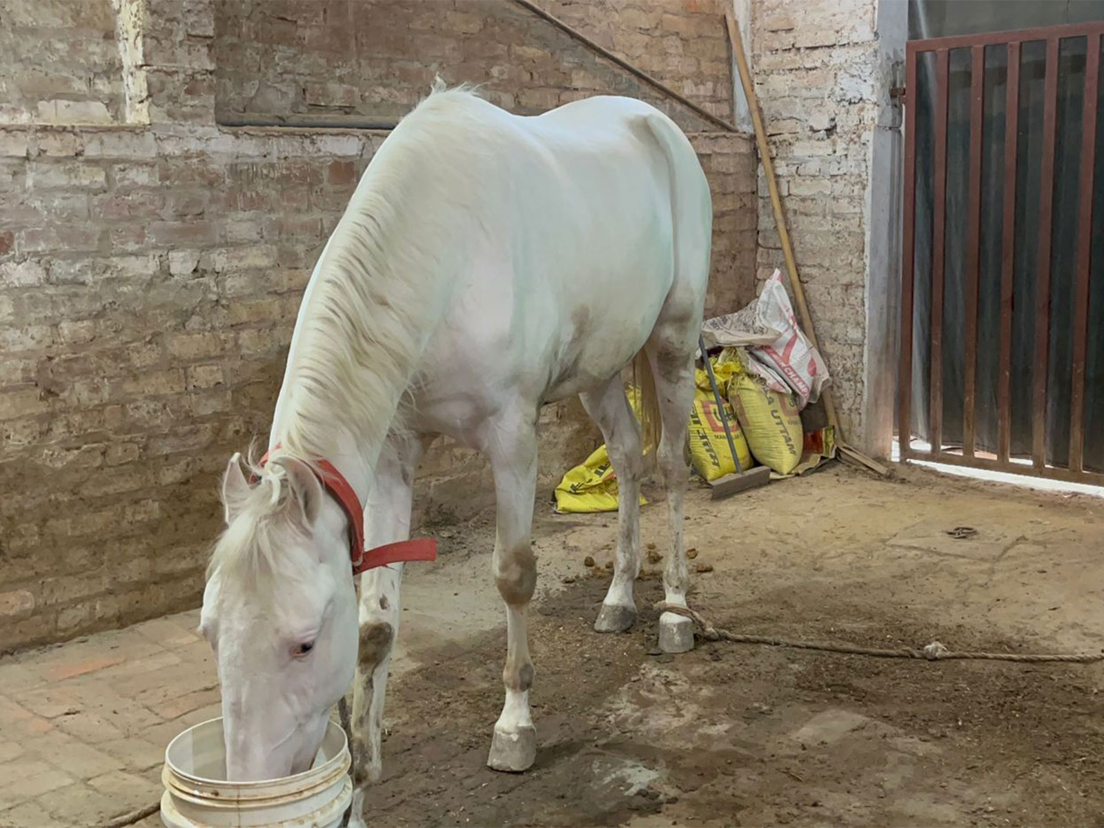 Tal Katora police in Lucknow recover stolen 'Zuljana' horse (Photo/ANI)