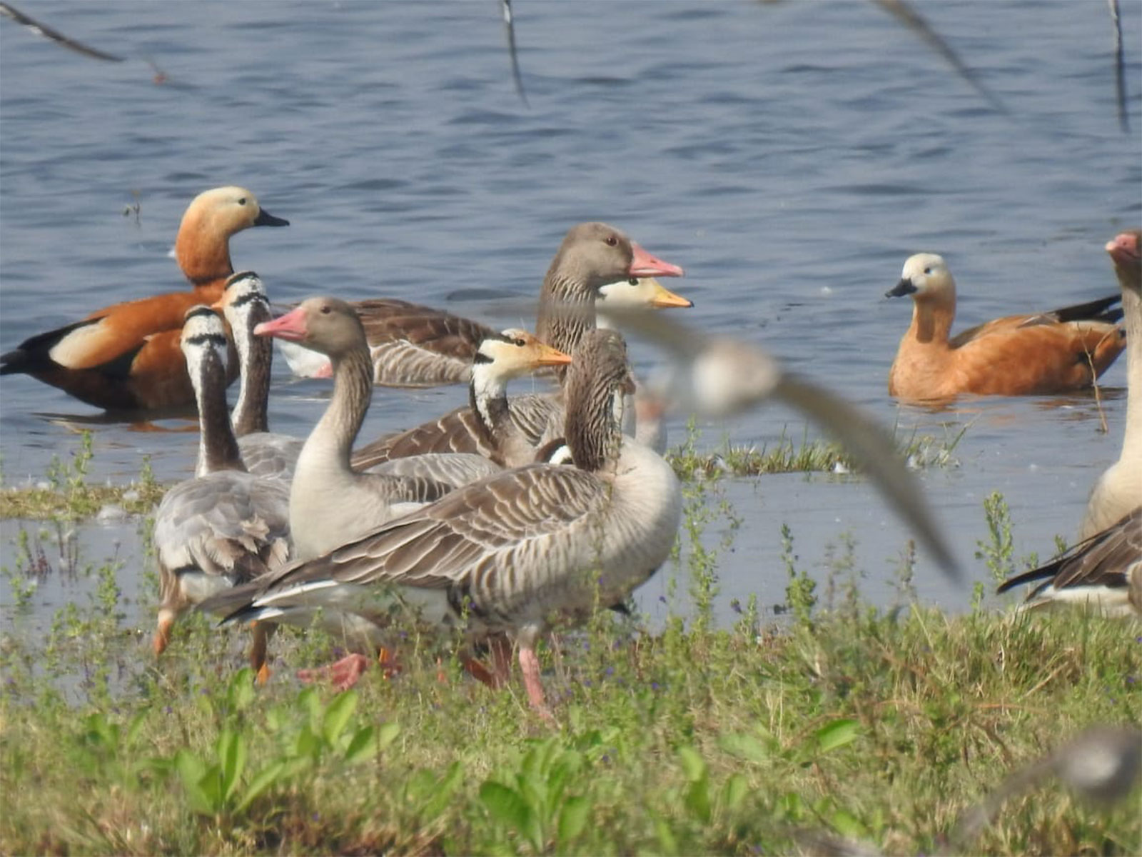 Birds visiting Gujarat Bird Sanctuaries (Photo/Gujarat Government)