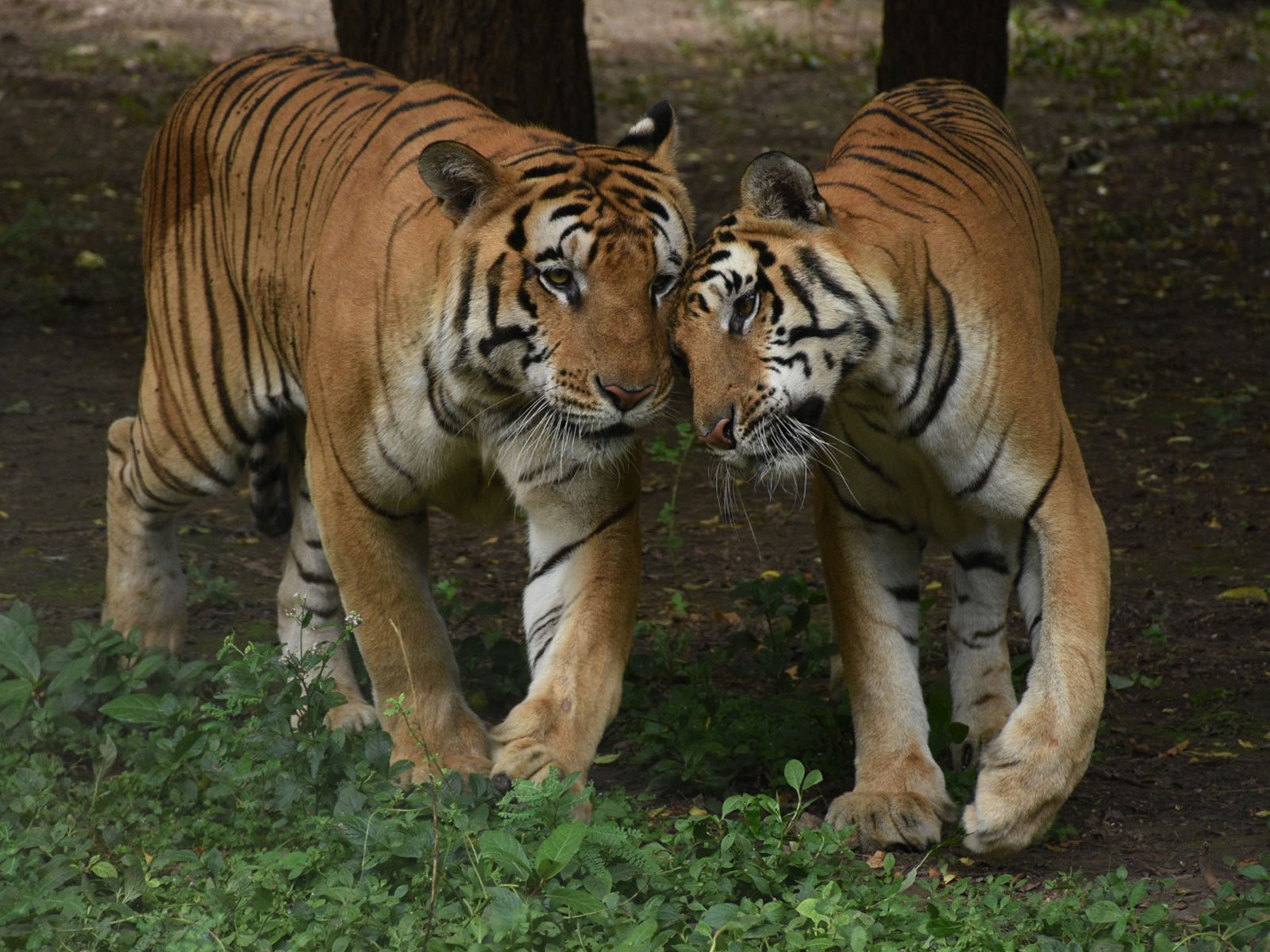 Tigers at Sarthana National Park in Surat (Photo/ANI)