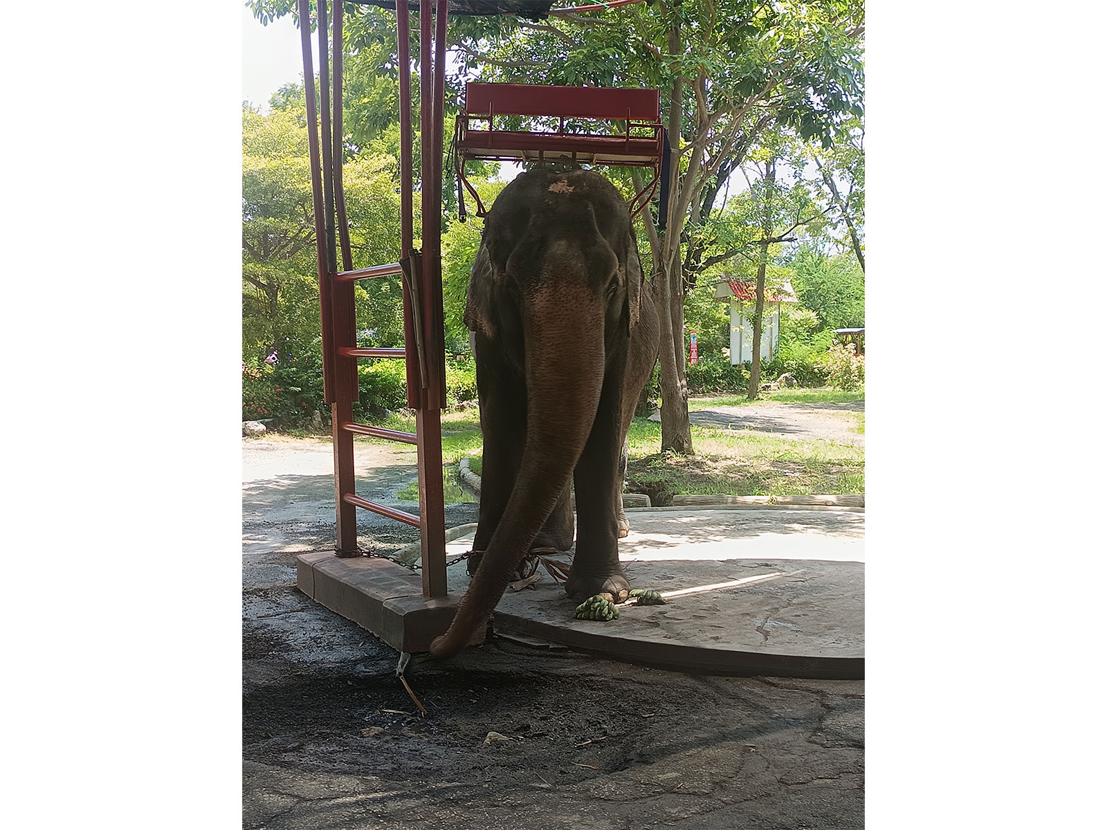 Elephant in Samutprakarn Crocodile Farm and Zoo in Bangkok in Thailand Photograph credit: Abhishek Shankhwar