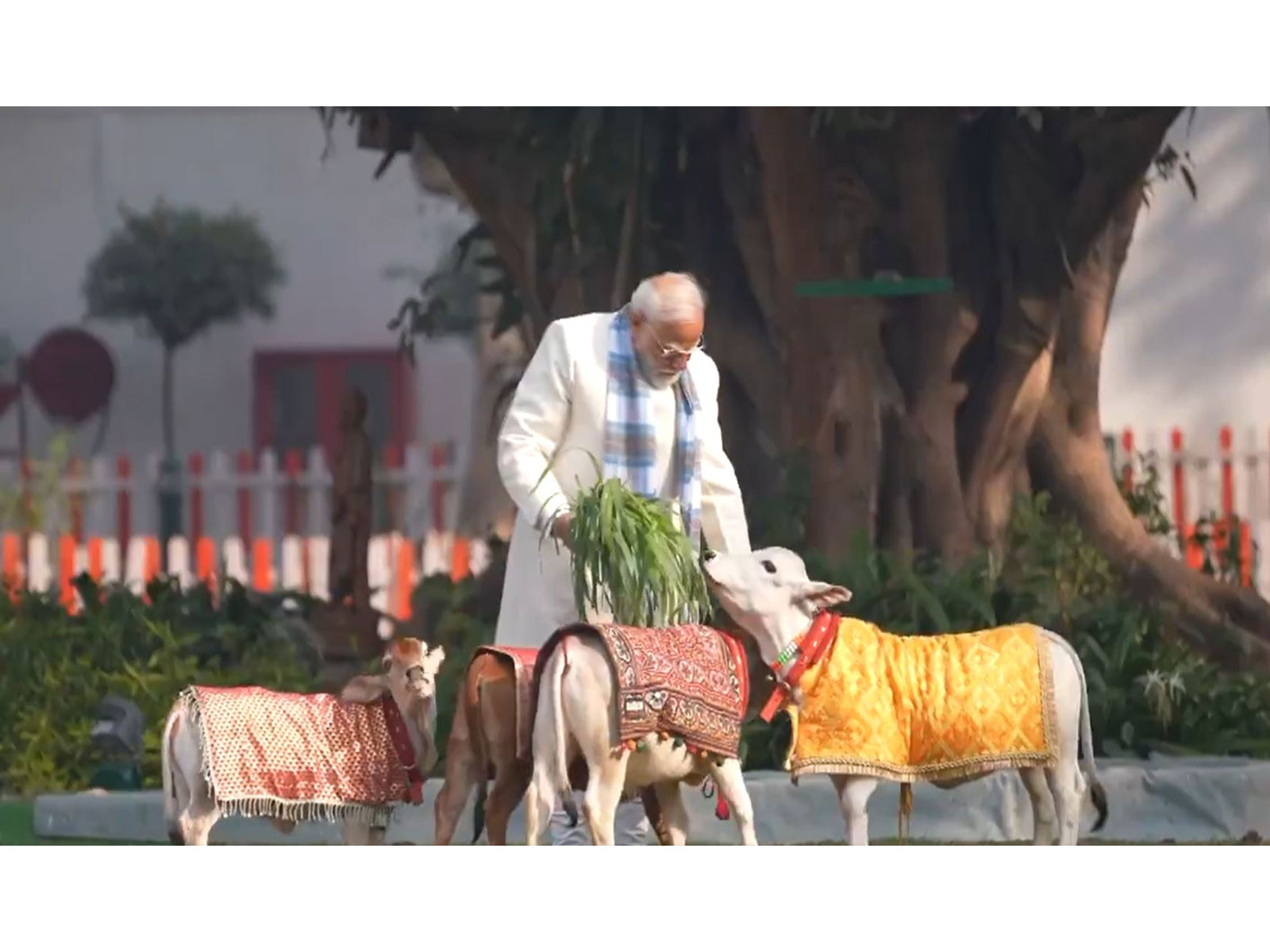 PM Modi feeds cows at his residence on Makar Sankranti (Photo/ANI) 