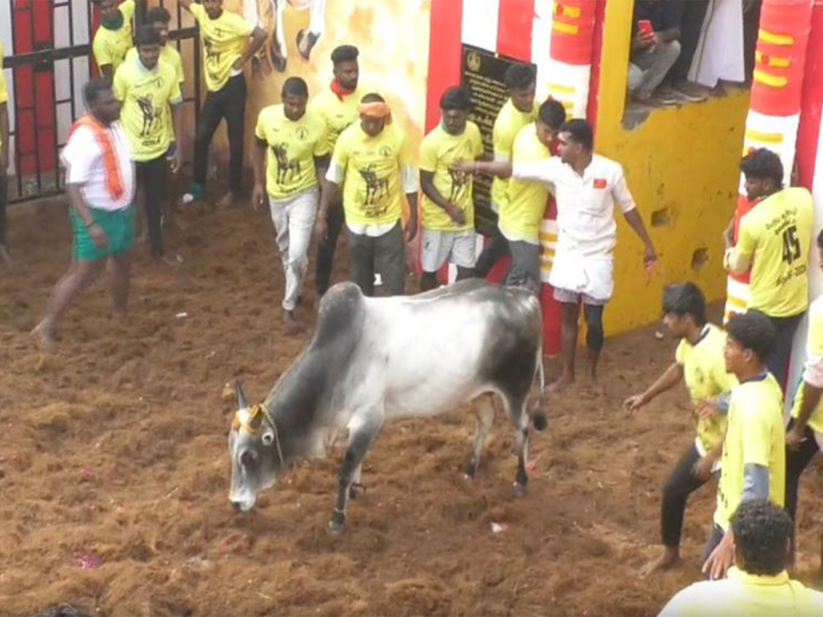 Jallikattu in Trichy, Tamil Nadu (Photo/ANI)