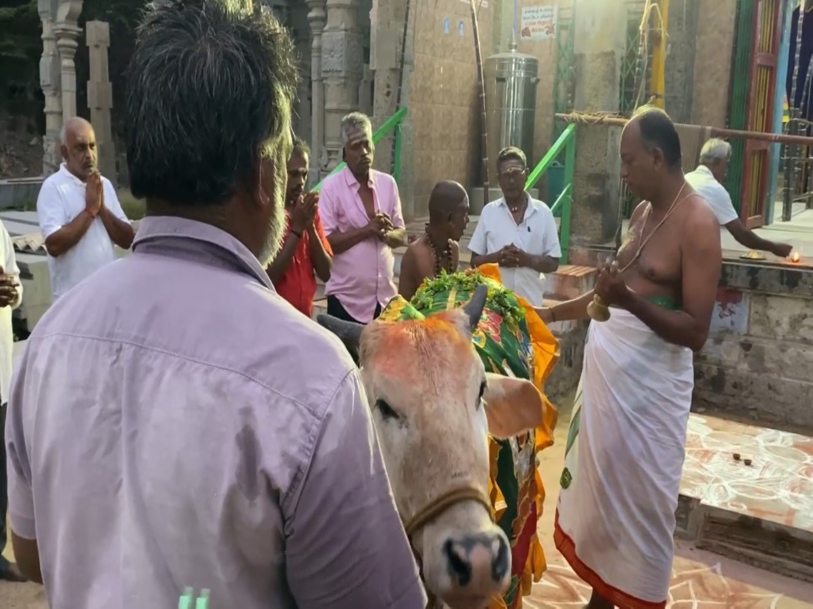 Cow worshipped at temple in Tamil Nadu on Mattu Pongal (Photo/ ANI)