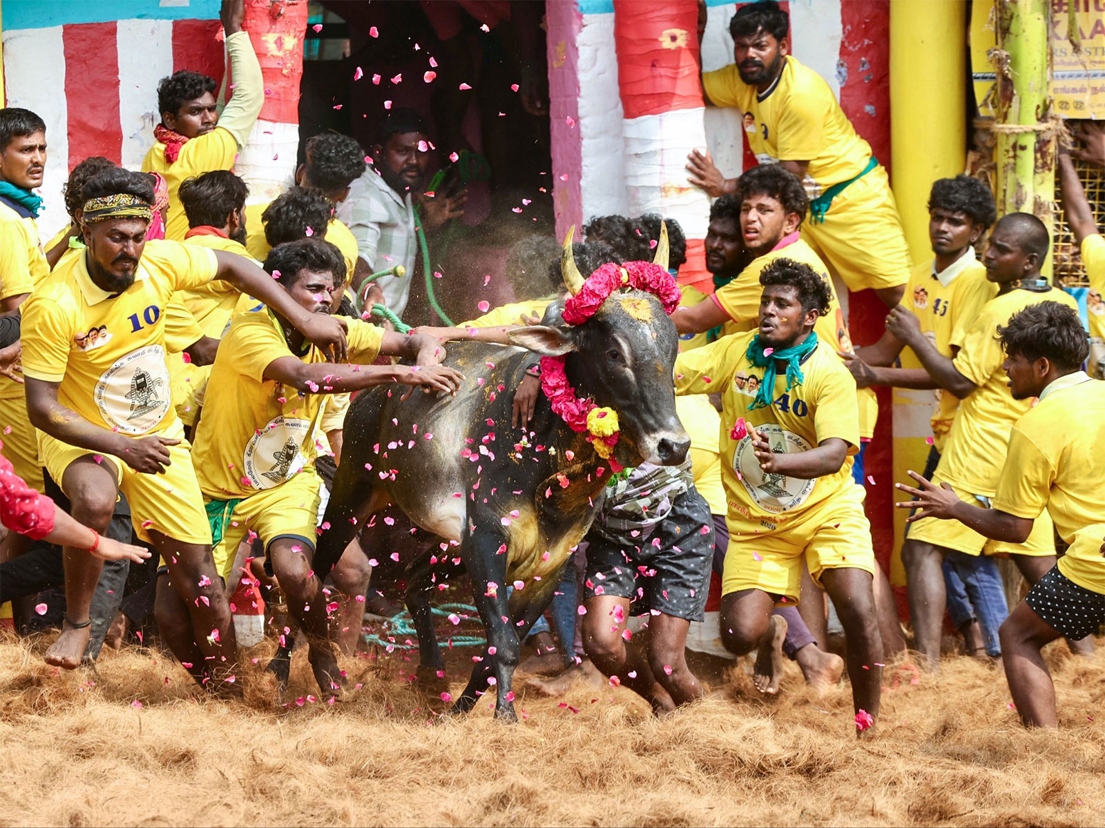Visual of Jallikattu festival organised in Madurai (Photo: ANI)