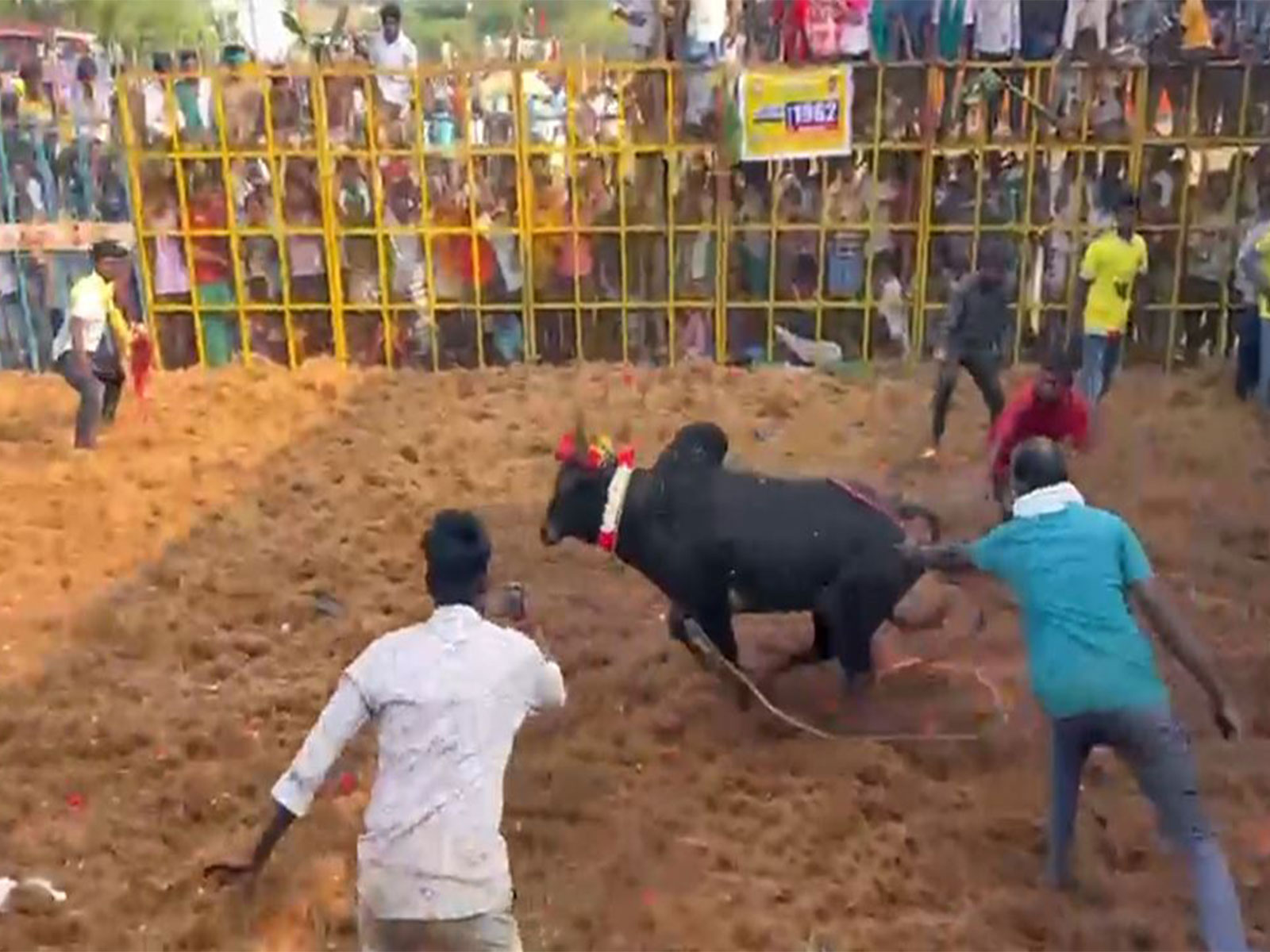 Jallikattu event in Pudukkottai, Tamil Nadu (Photo/ANI)