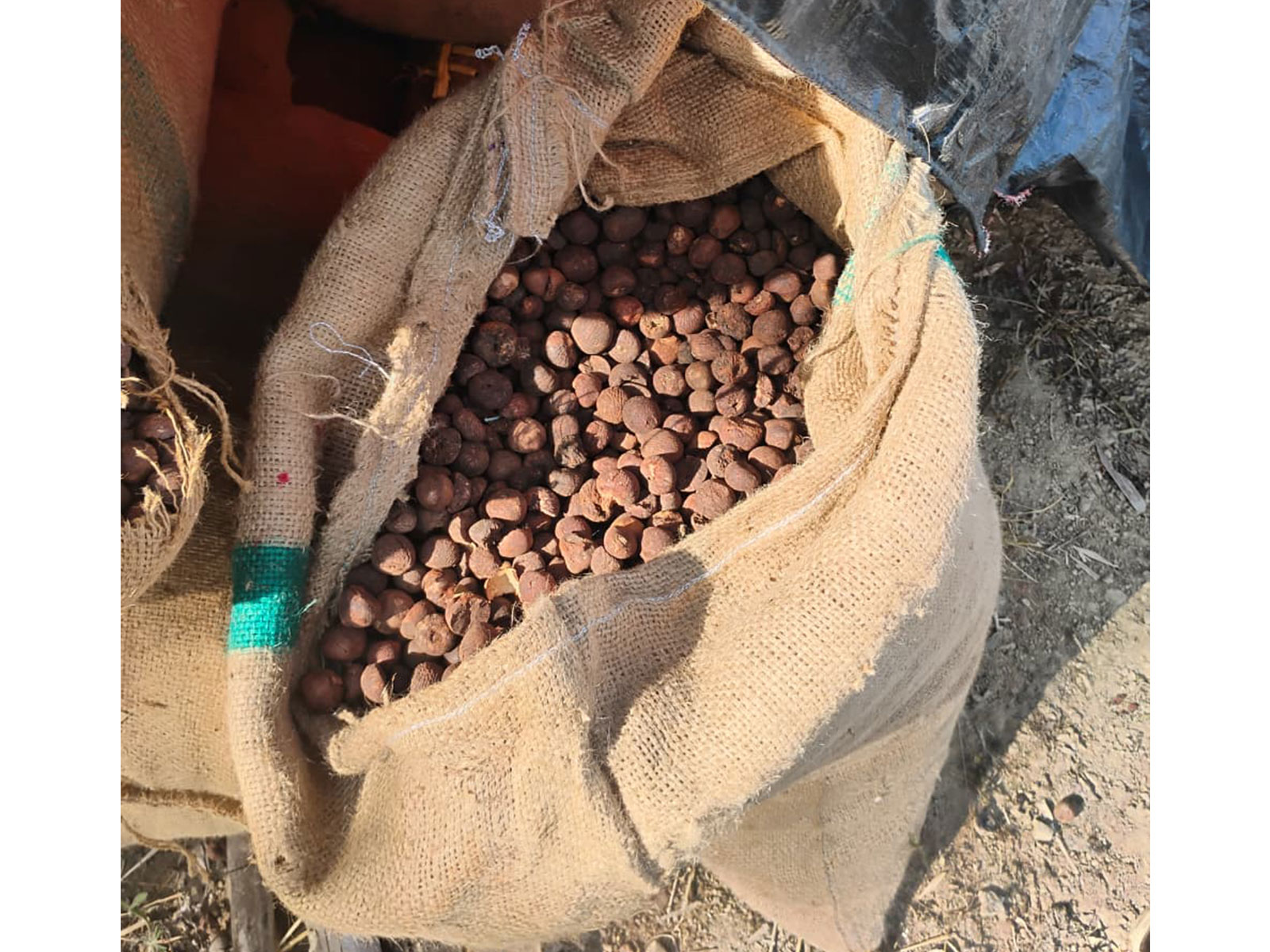 Assam Rifles seizes illegal Betel Nuts in Manipur (Photo: Assam Rifles)