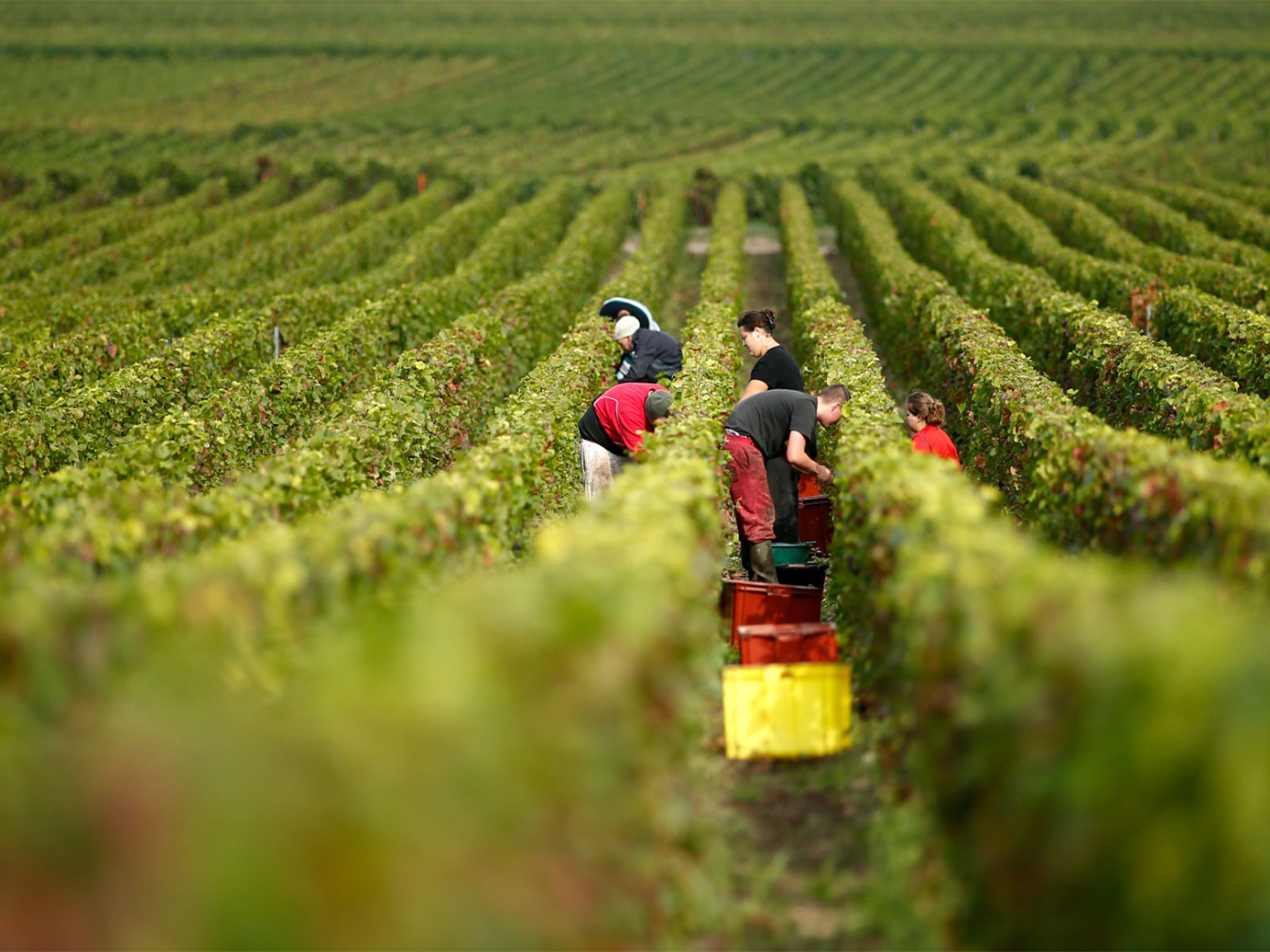 Grape pickers harvest fruit from the vines at a vineyard in eastern France (File Photo/Reuters)
