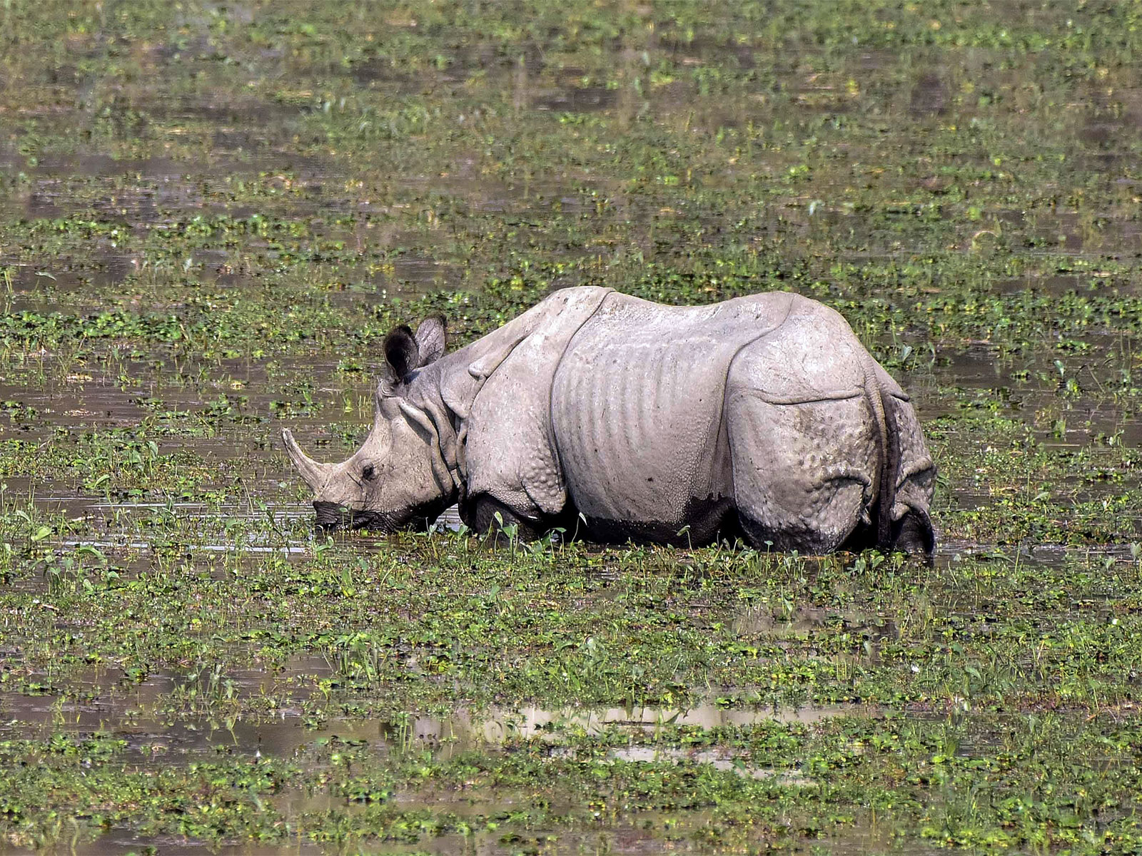 A one-horned rhinoceros seen grazing at Kaziranga National Park (File Photo/ANI)