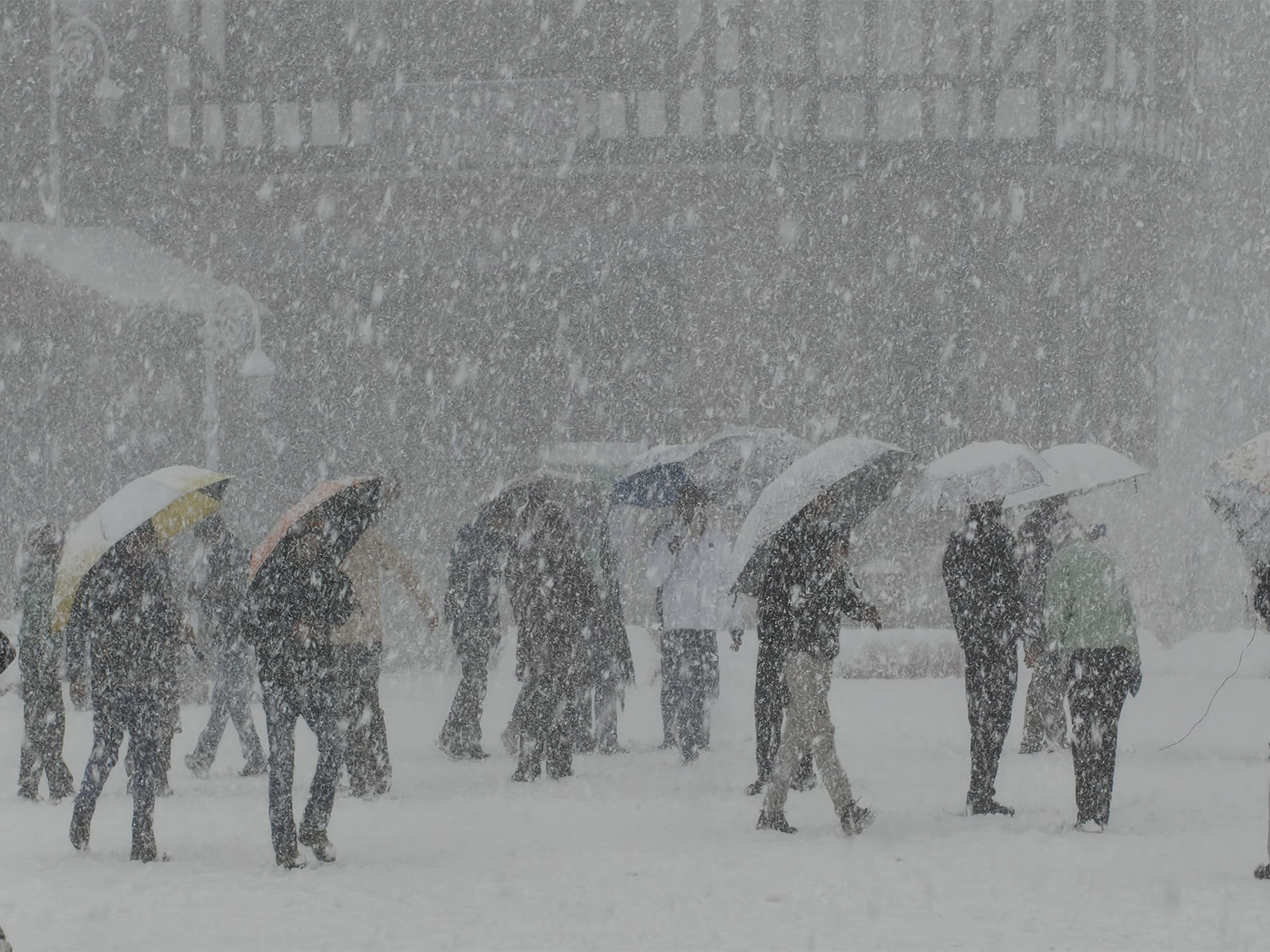Fresh snowfall in Shimla (Photo/ANI)