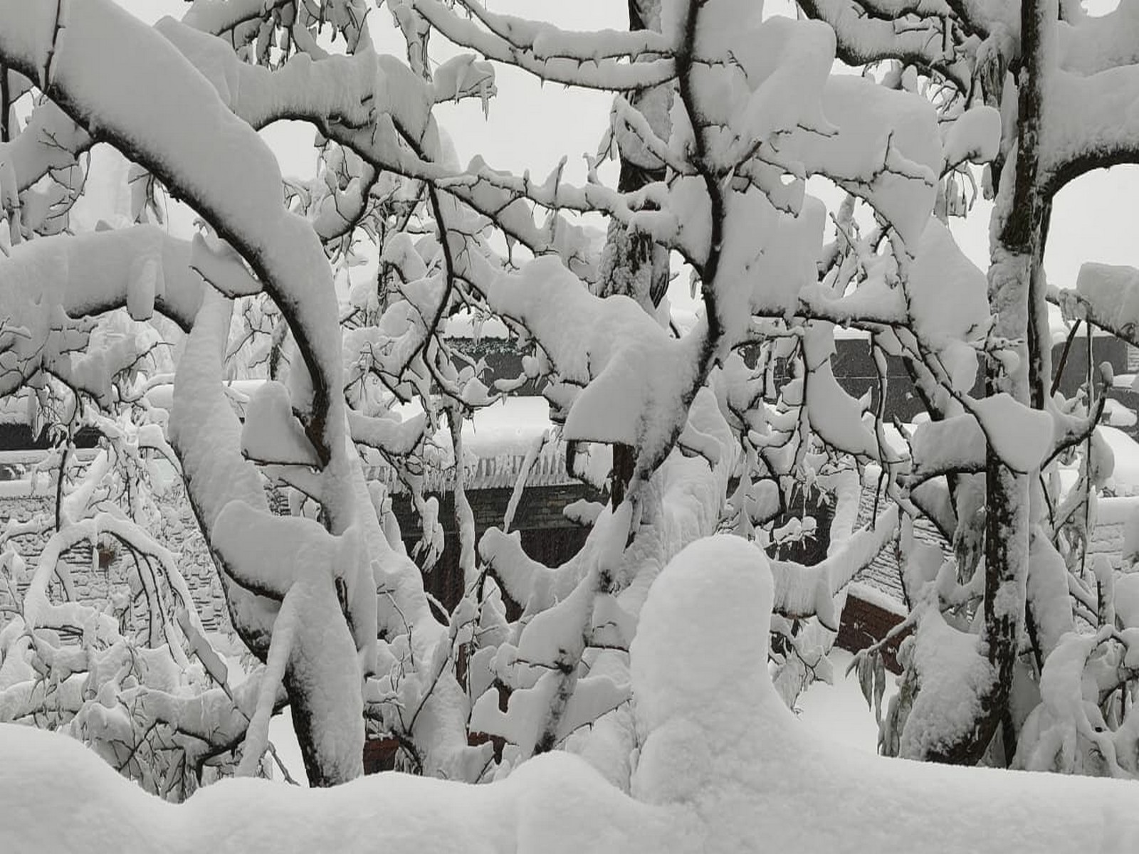 Fresh Snowfall in Himachal (Photo/ANI)