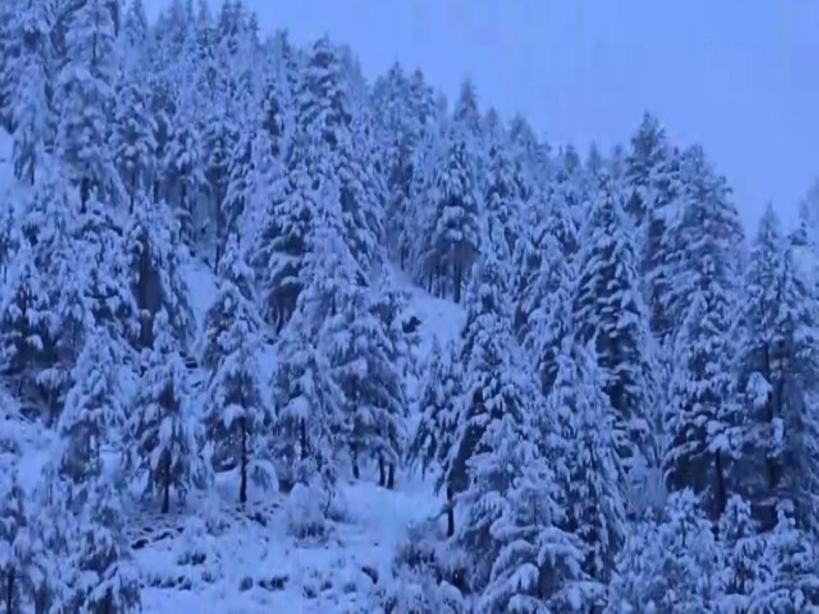 Heavy snowfall in Bhalesa area of Doda district (Photo/ANI)