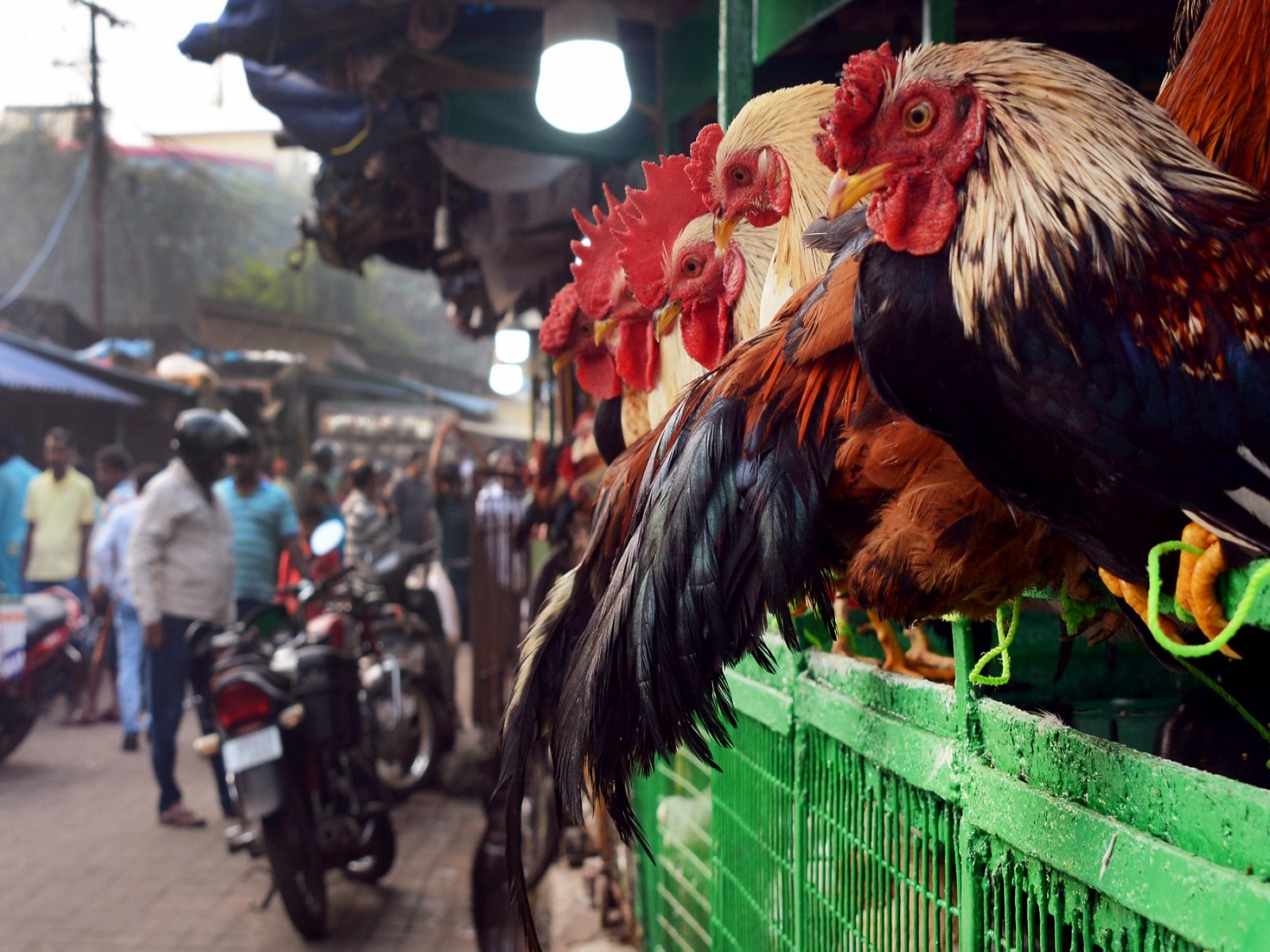 A non-Veg market in Bhubaneswar (Photo/ANI)