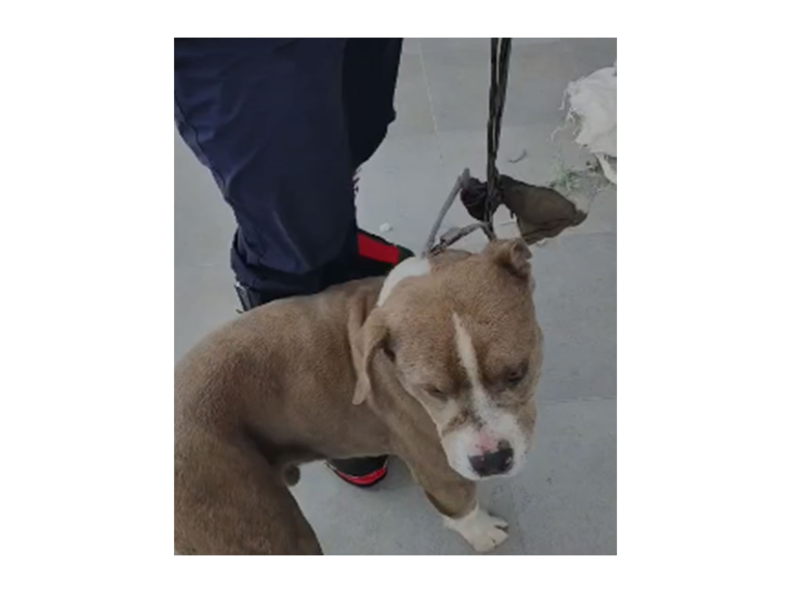 SDRF rescues pet Pit Bull dog in Bharmour (Photo/ SDRF)