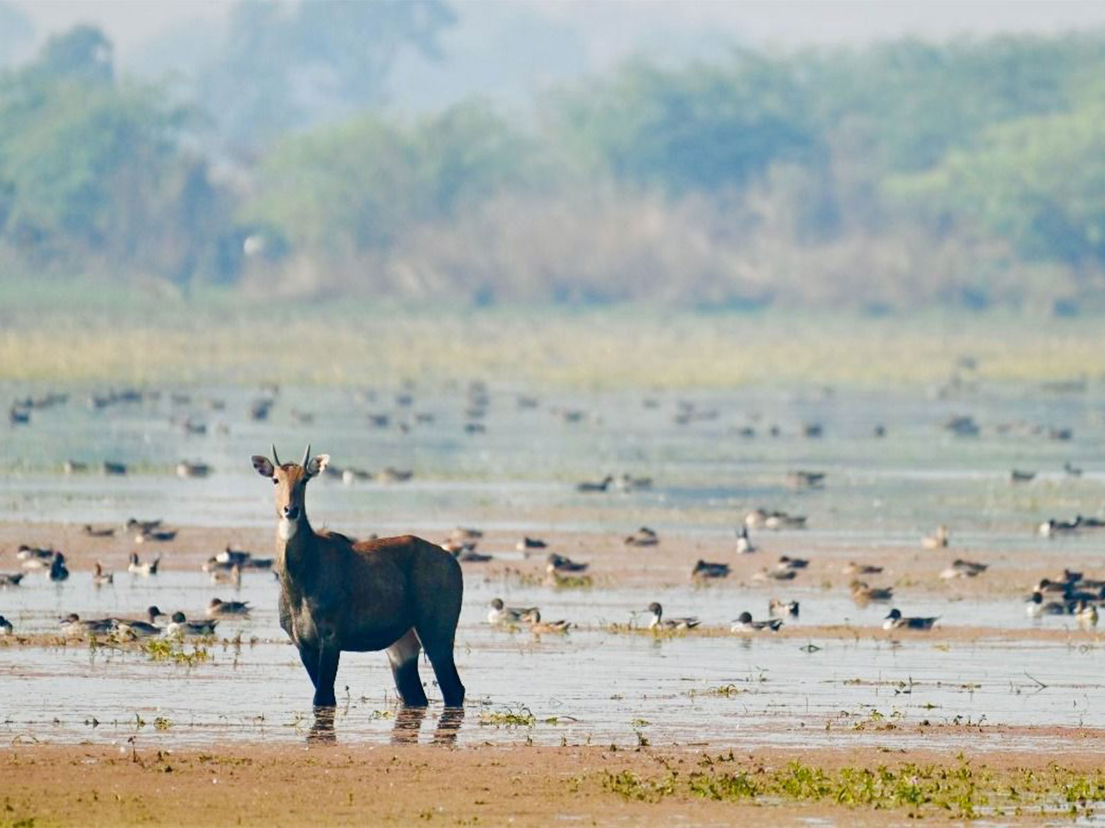 Visuals from one of the newly designated Ramsar site (Photo/@byadavbjp)