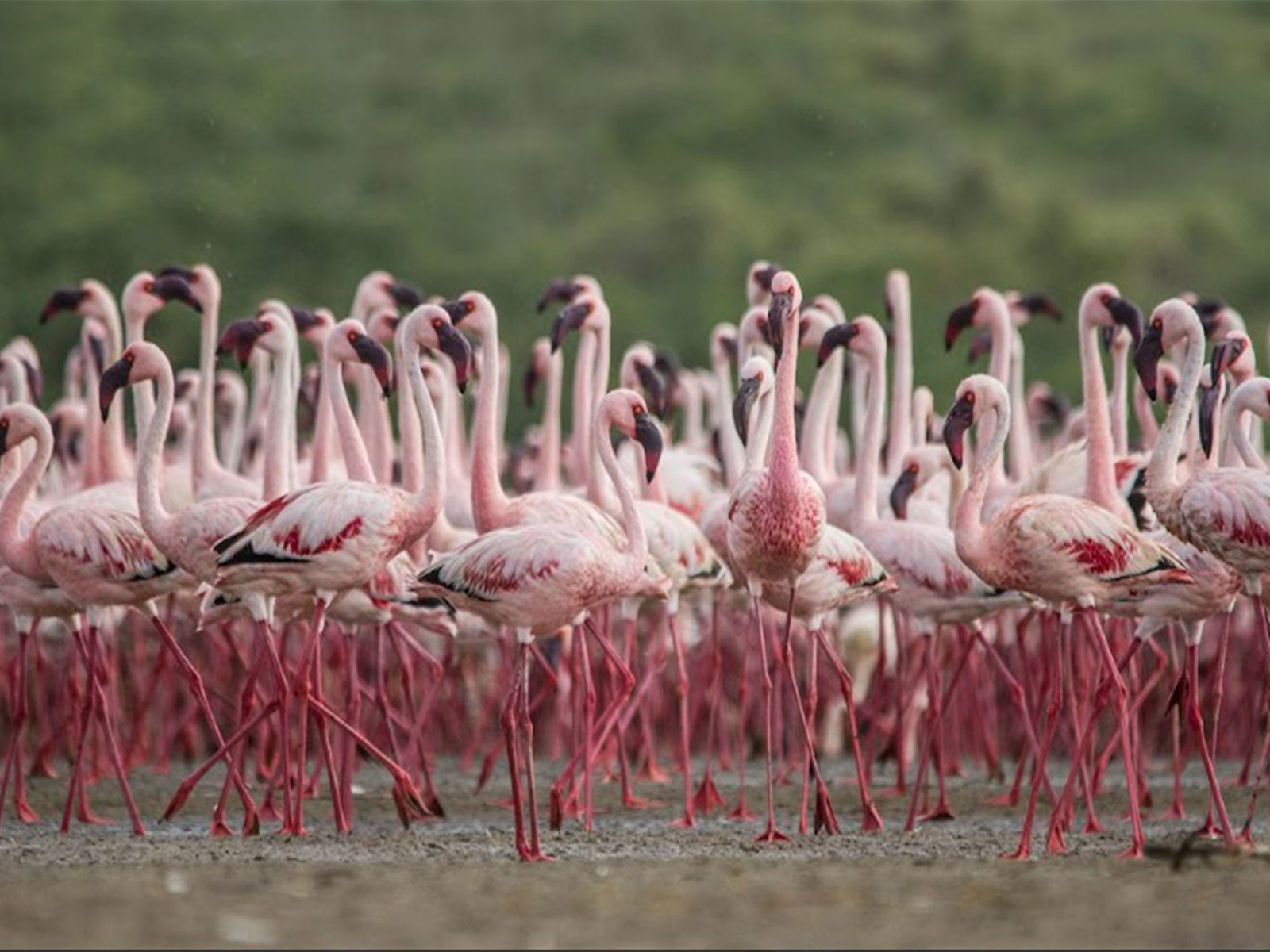 Visuals from one of the newly designated Ramsar site (Photo/X@byadavbjp)