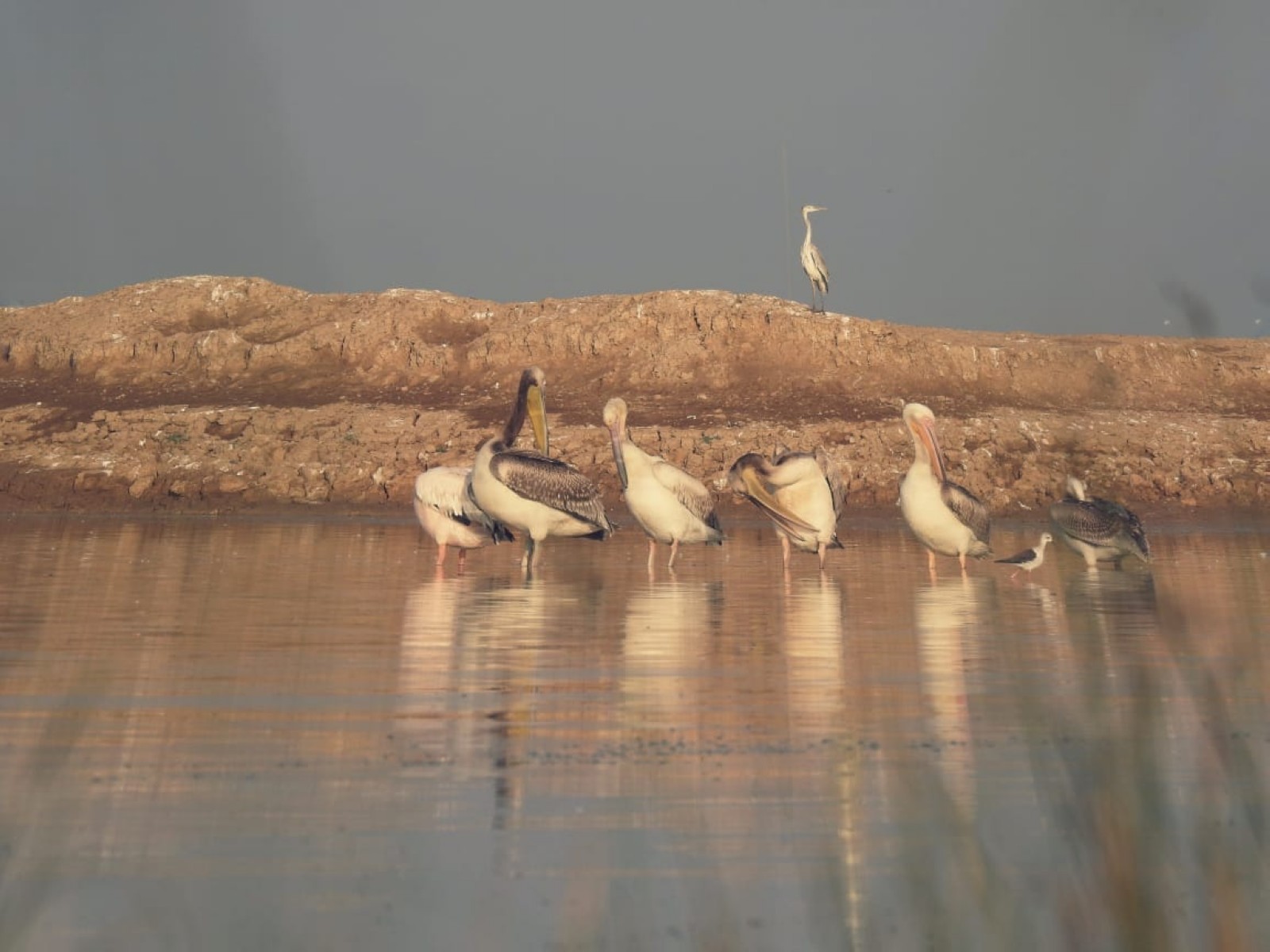 Chhari-Dhandh Bird Sanctuary added to Ramsar List (Photo/ Information Department of Gujarat)