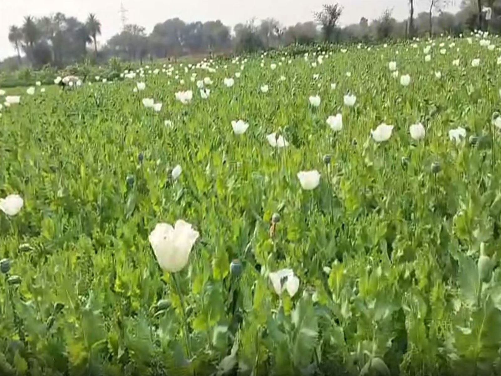 Poppy plantations in Bhilwara (Photo/ANI)