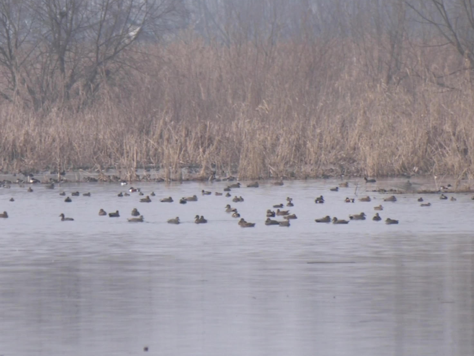 Kashmir's winters witnessed the arrival of thousands of migratory or "guest" birds (Photo/ANI)