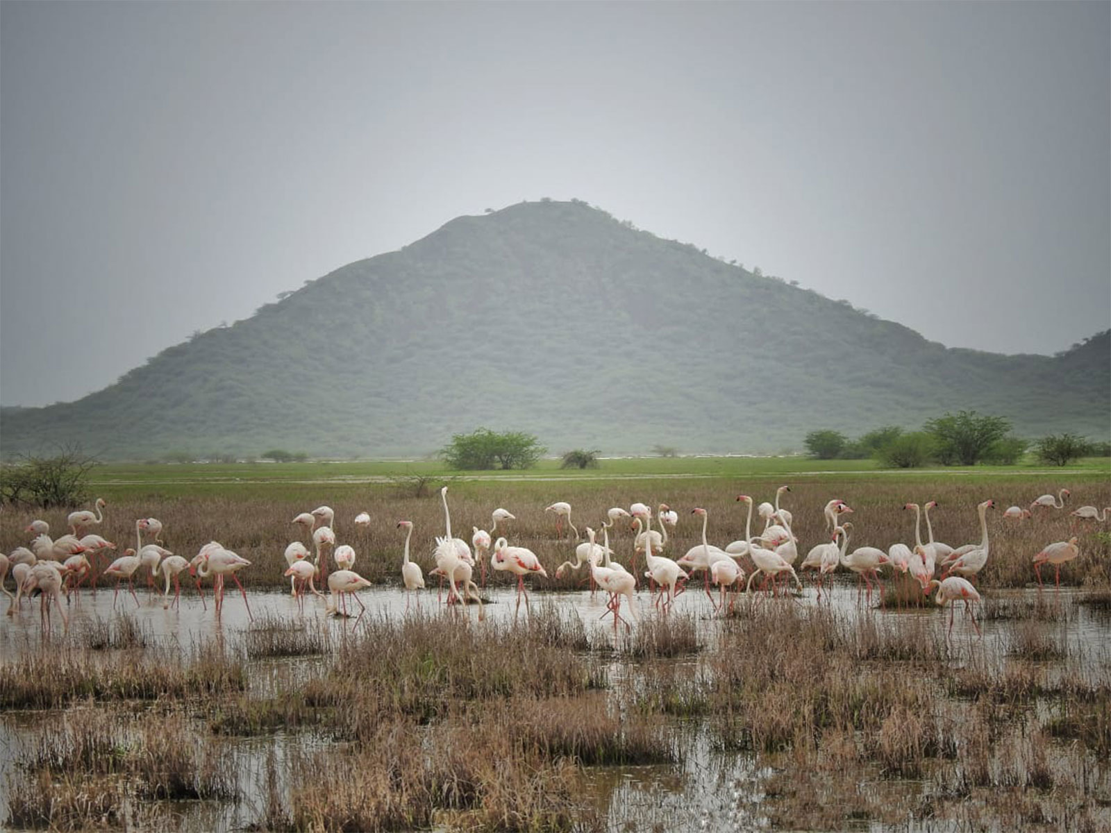The Chhari-Dhandh Wetland Conservation Reserve ( Photo/ANI)  