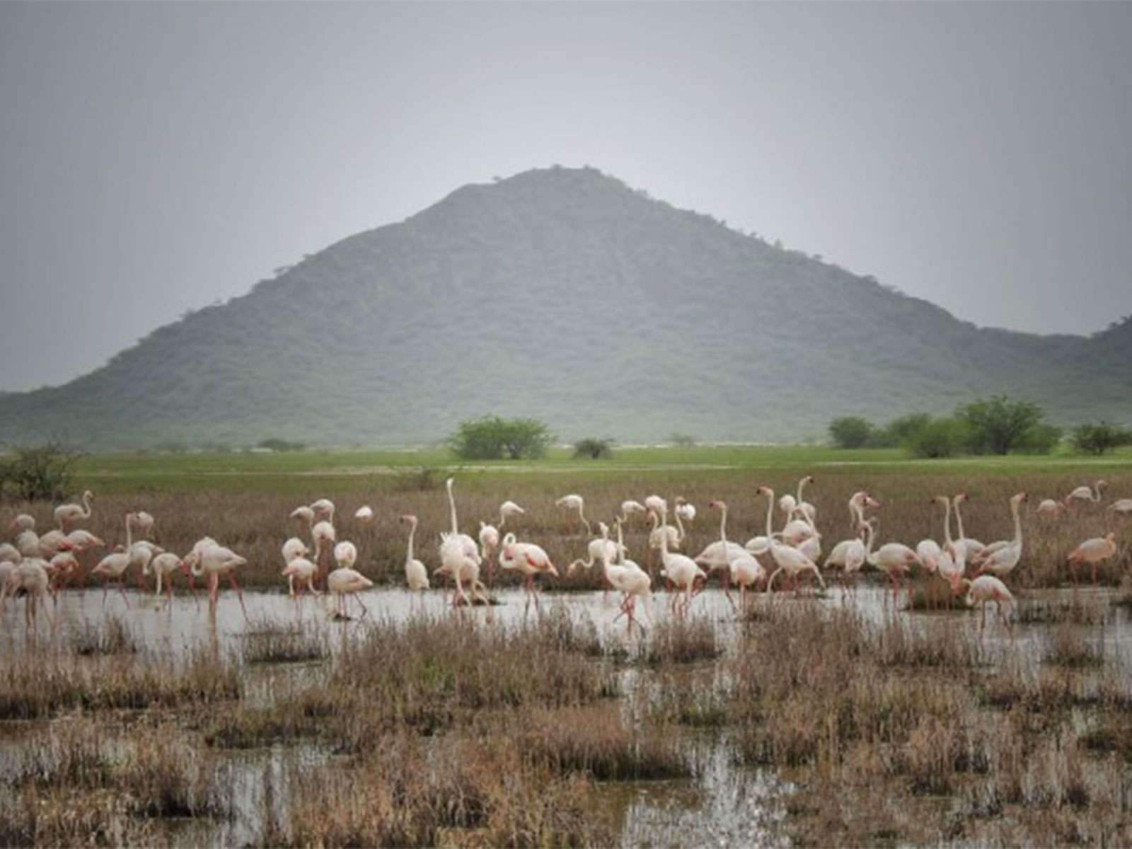 Chhari-Dhandh Wetland Conservation Reserve (Photo/Gujarat CMO)