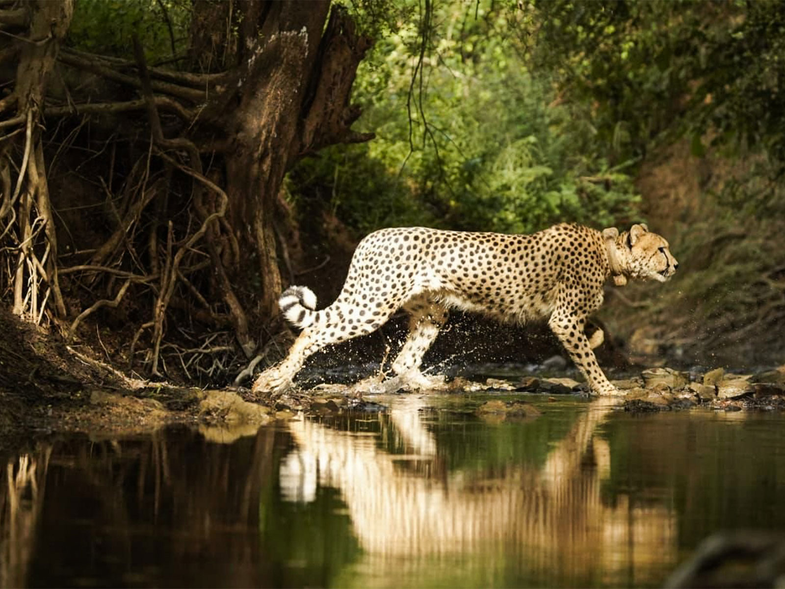 Representative Image (File Photo/ANI)