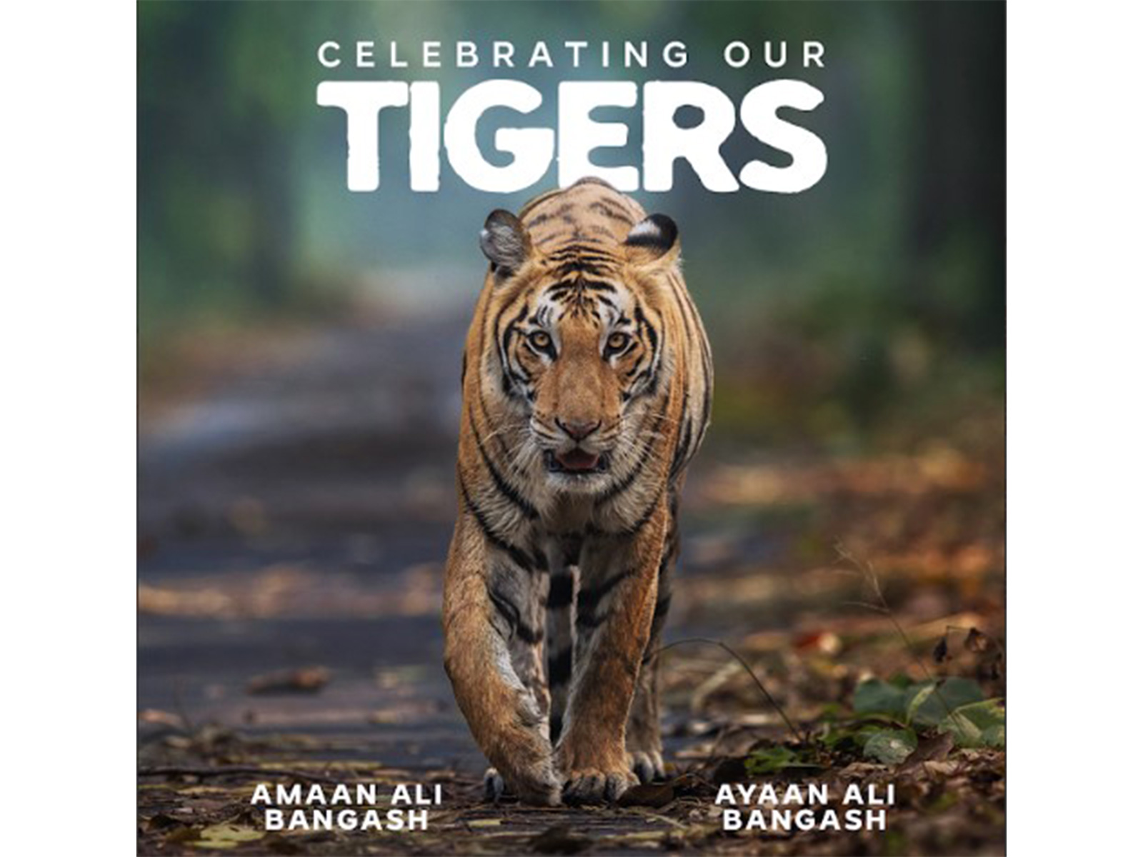 Cover of album 'Celebrating Our Tigers' (Image source: Musicians' team)