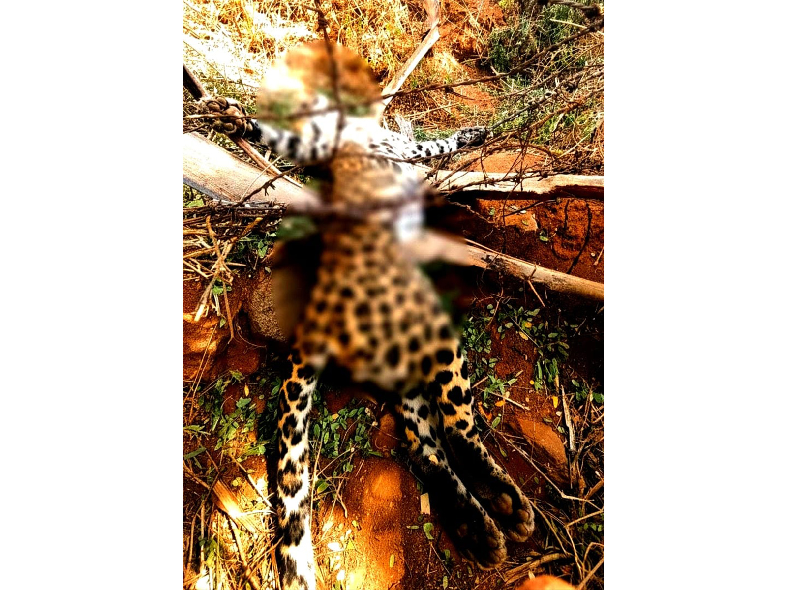 Leopard dies after becoming trapped in barbed wire (Photo/Forestdepartment) 