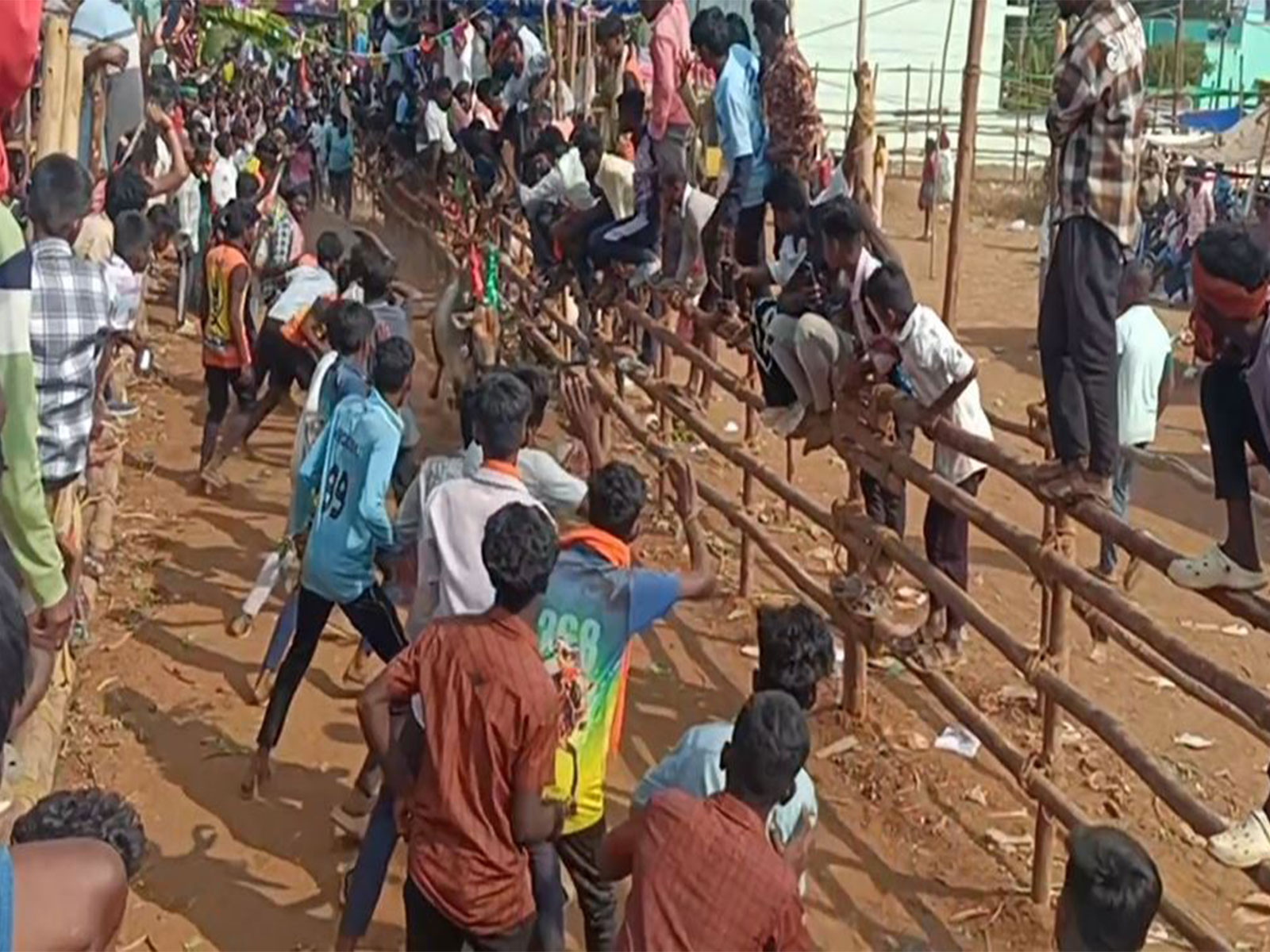 Over 350 bulls participate in bull-taming festival at Tirupattur (Photo/ANI)