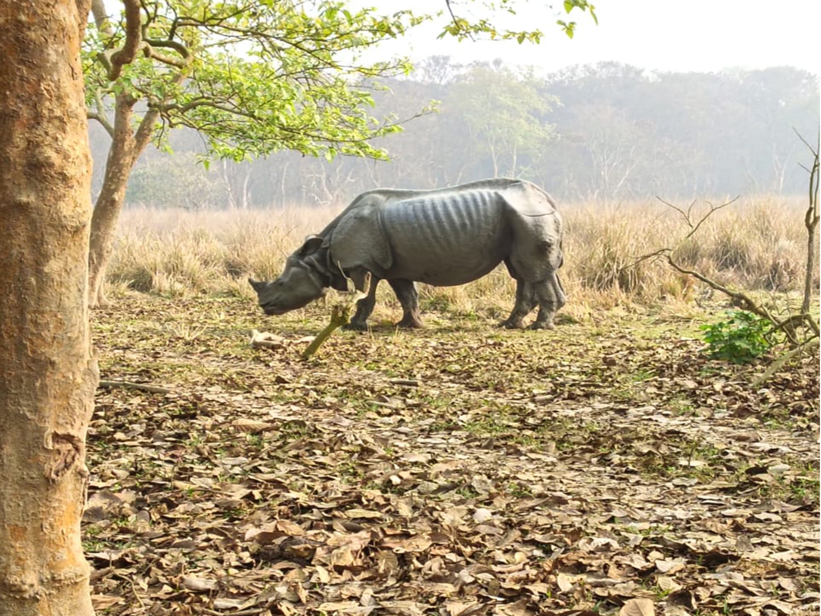 Male Rhino found dead in Pobitora (Photo/ANI)