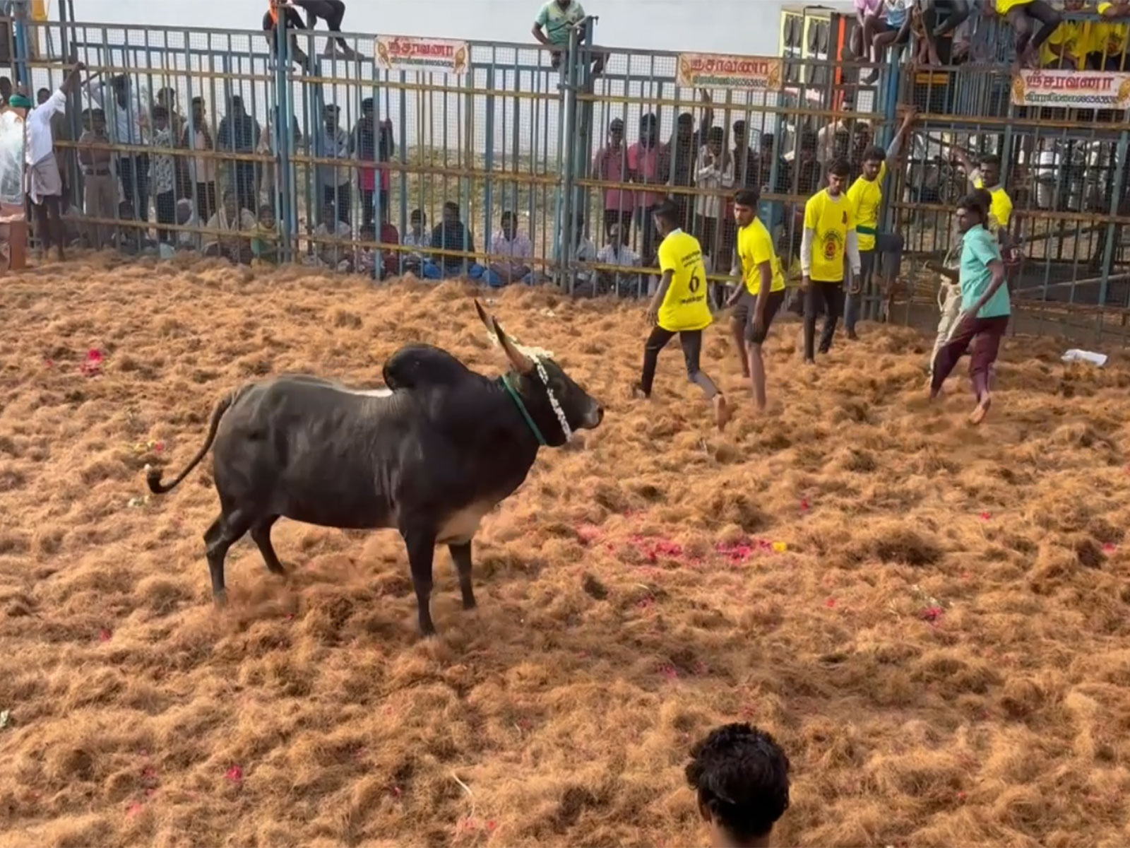 Grand Jallikattu competition kicks off at Trichy (Photo/ANI)