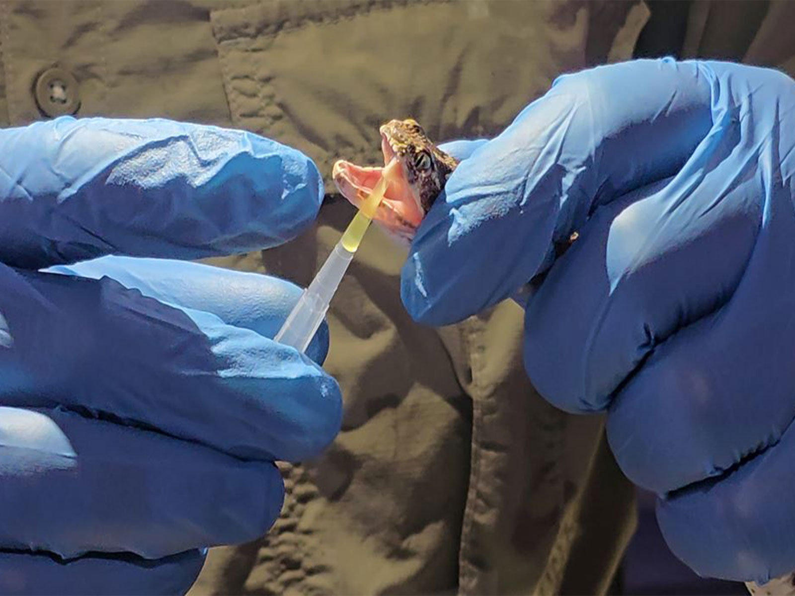 Gujarat set to get its own region-specific antivenom to fight against snakebite deaths (Photo: Gujarat CMO)