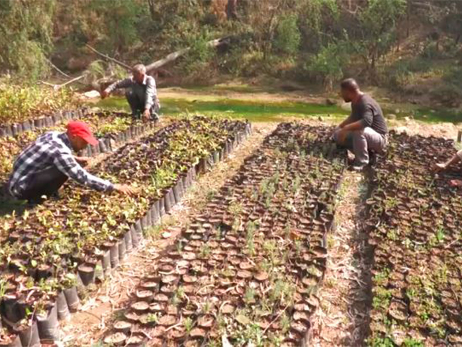 J-K Forest Department's central nurseries in the Mand and Pangra areas (Photo/ANI)