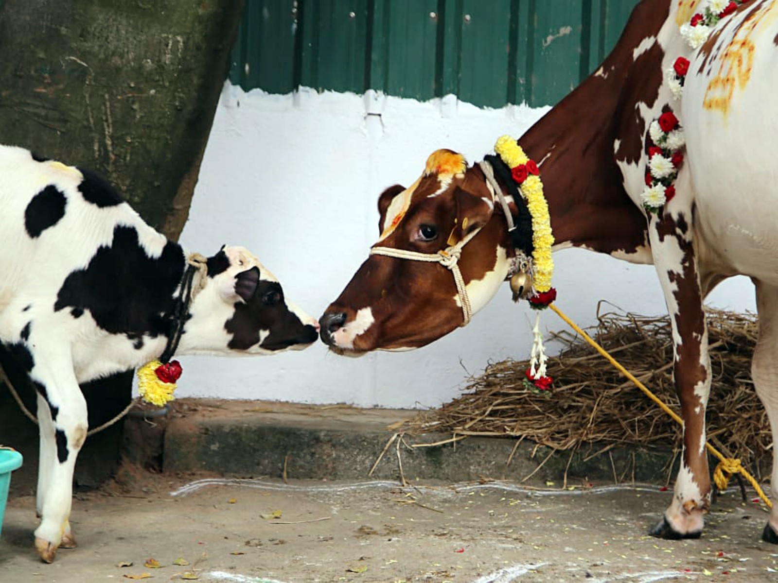 Representative imag (File Photo/ANI)