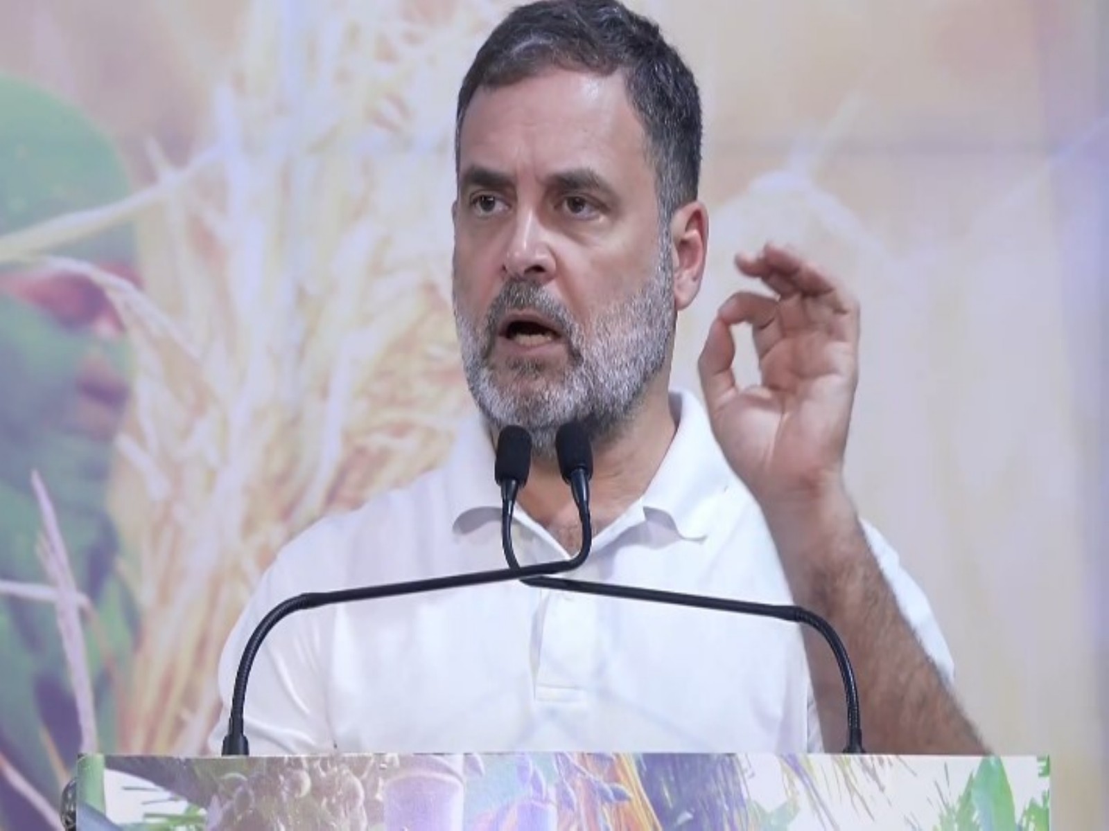 Leader of the Opposition in Lok Sabha Rahul Gandhi (Photo/ANI)