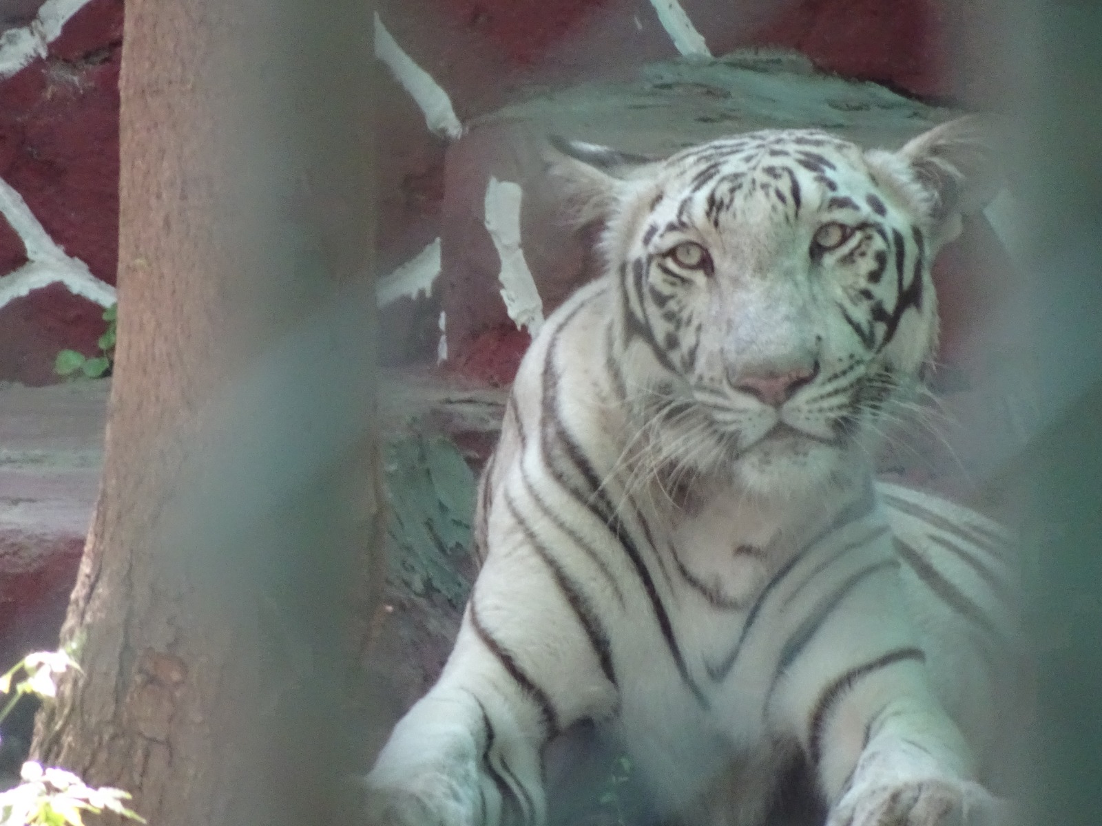 White Tiger in captivity : Shubhobroto Ghosh