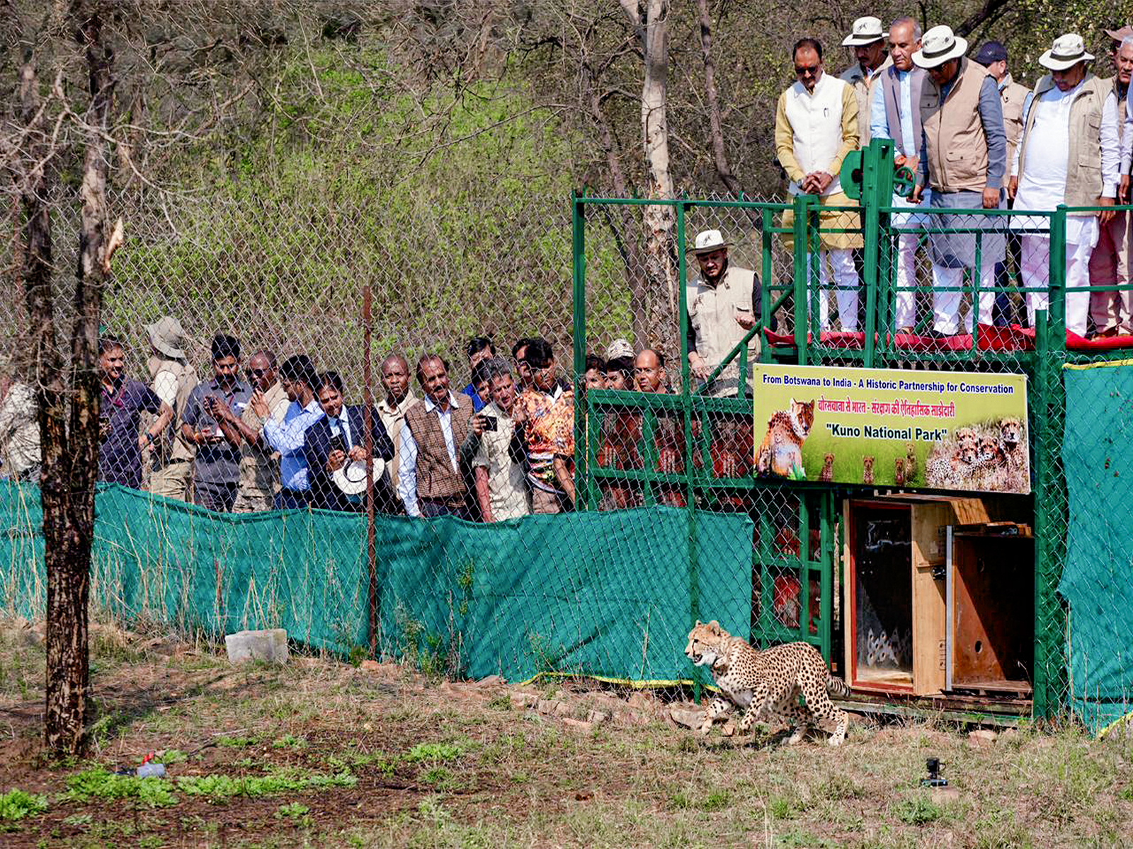 Union Minister Bhupender Yadav released Cheetahs from Botswana at Kuno (Photo/ANI)
