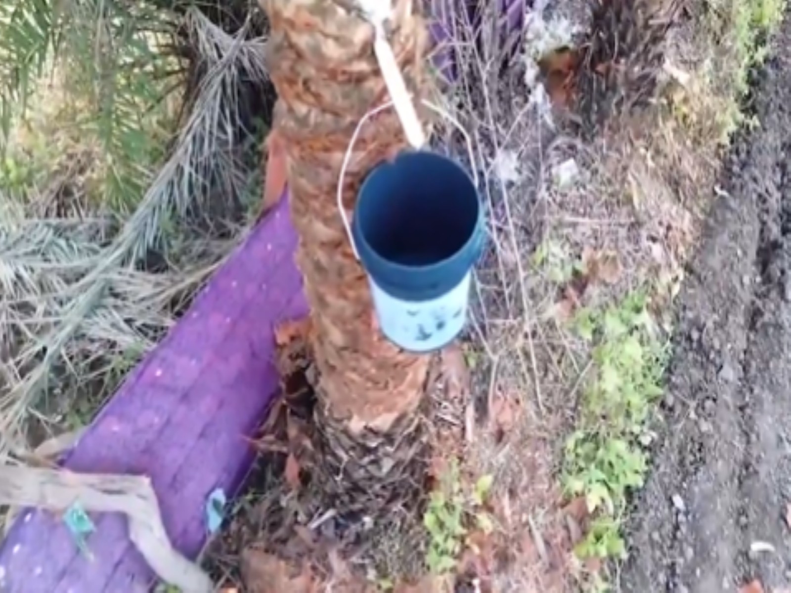 Natural jaggery from the sap of wild date palm trees (Chhind sap) (Photo/ANI)