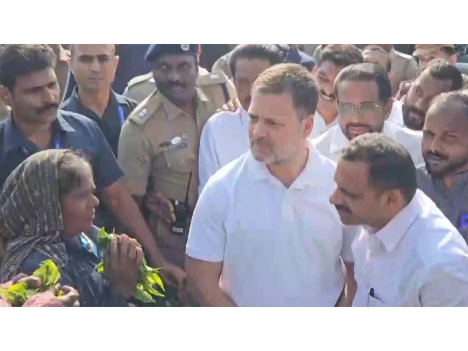 LoP in Lok Sabha Rahul Gandhi at tea plantation in Kuttikkanam (Photo/ANI)
