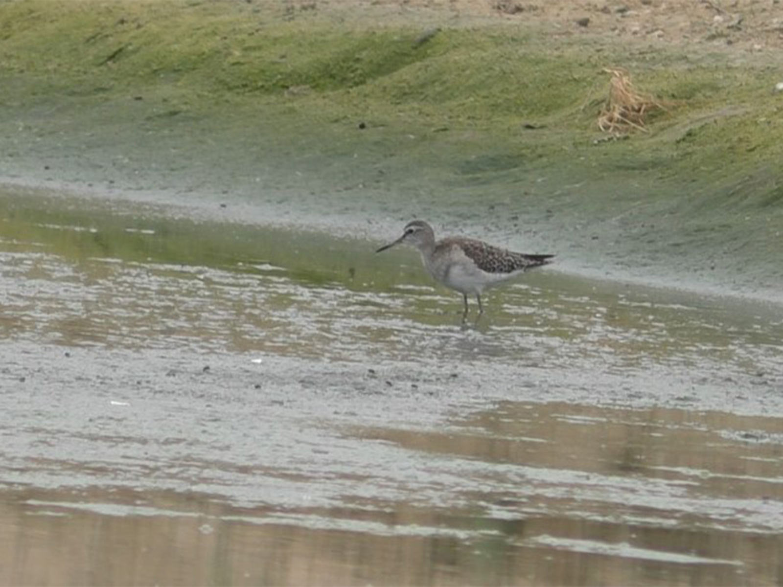  Rare Little Stint arrive in Thoothukudi (Photo/ANI) 