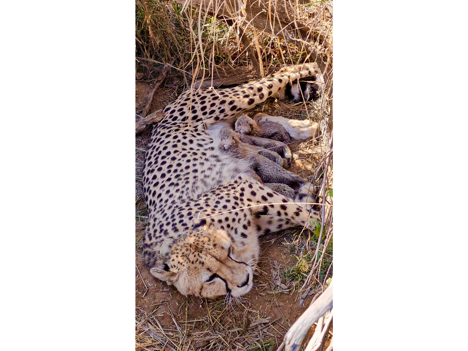 Namibian Cheetah Jwala with her cubs (Photo/@byadavbjp)