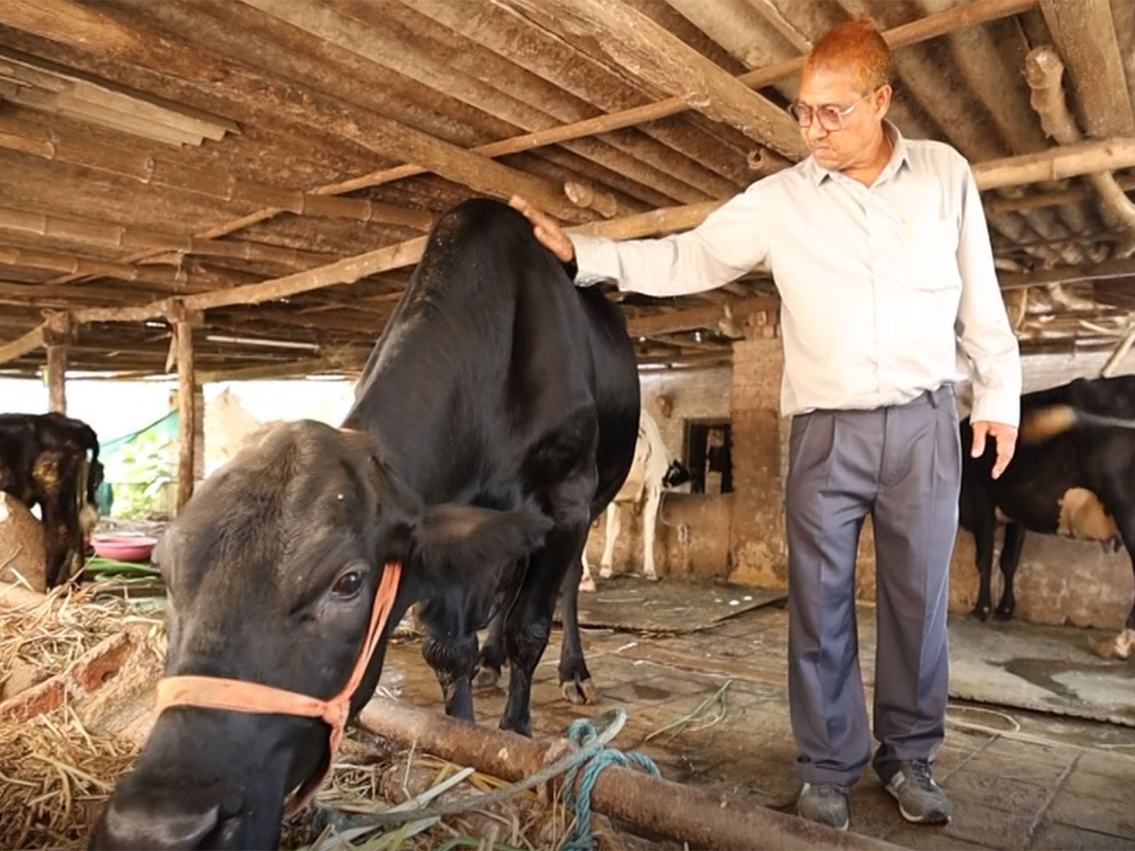 Gujarat farmer drives dairy prosperity through scientific breeding (Photo/ANI)