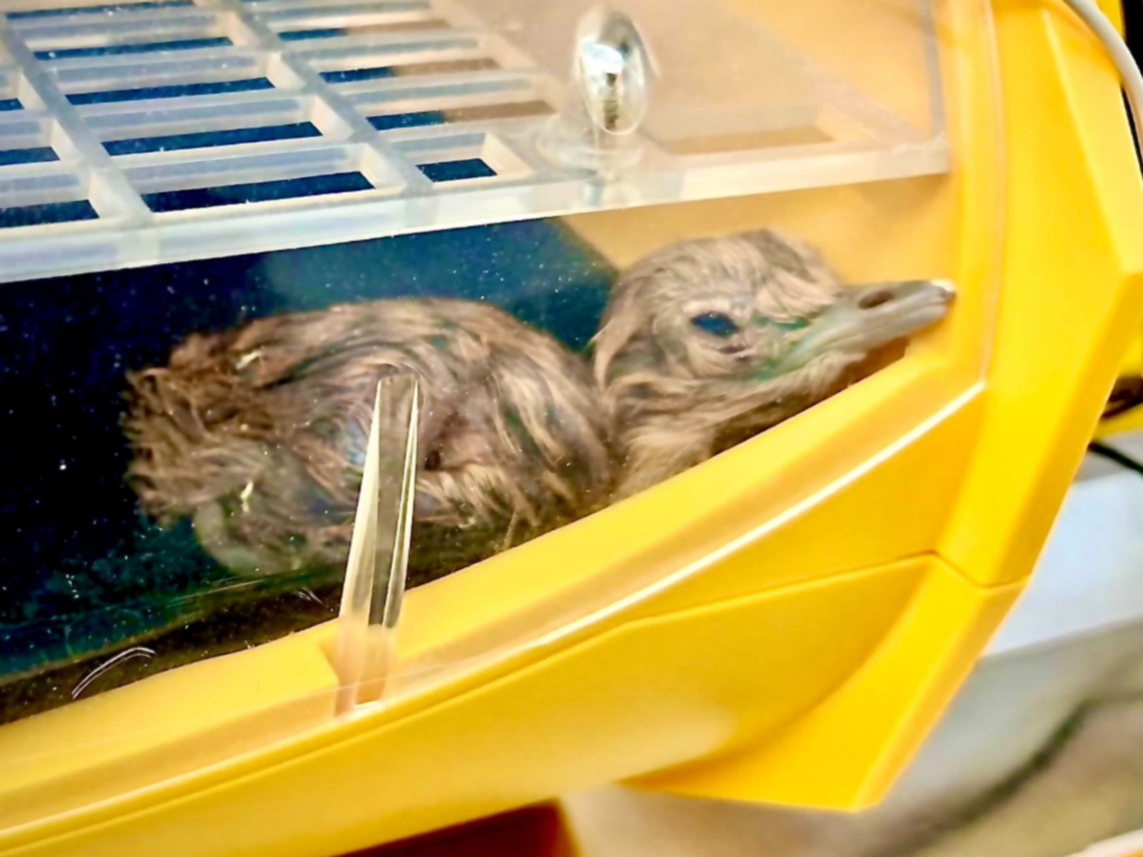 Great Indian Bustard chick (Photo/X/@byadavbjp)