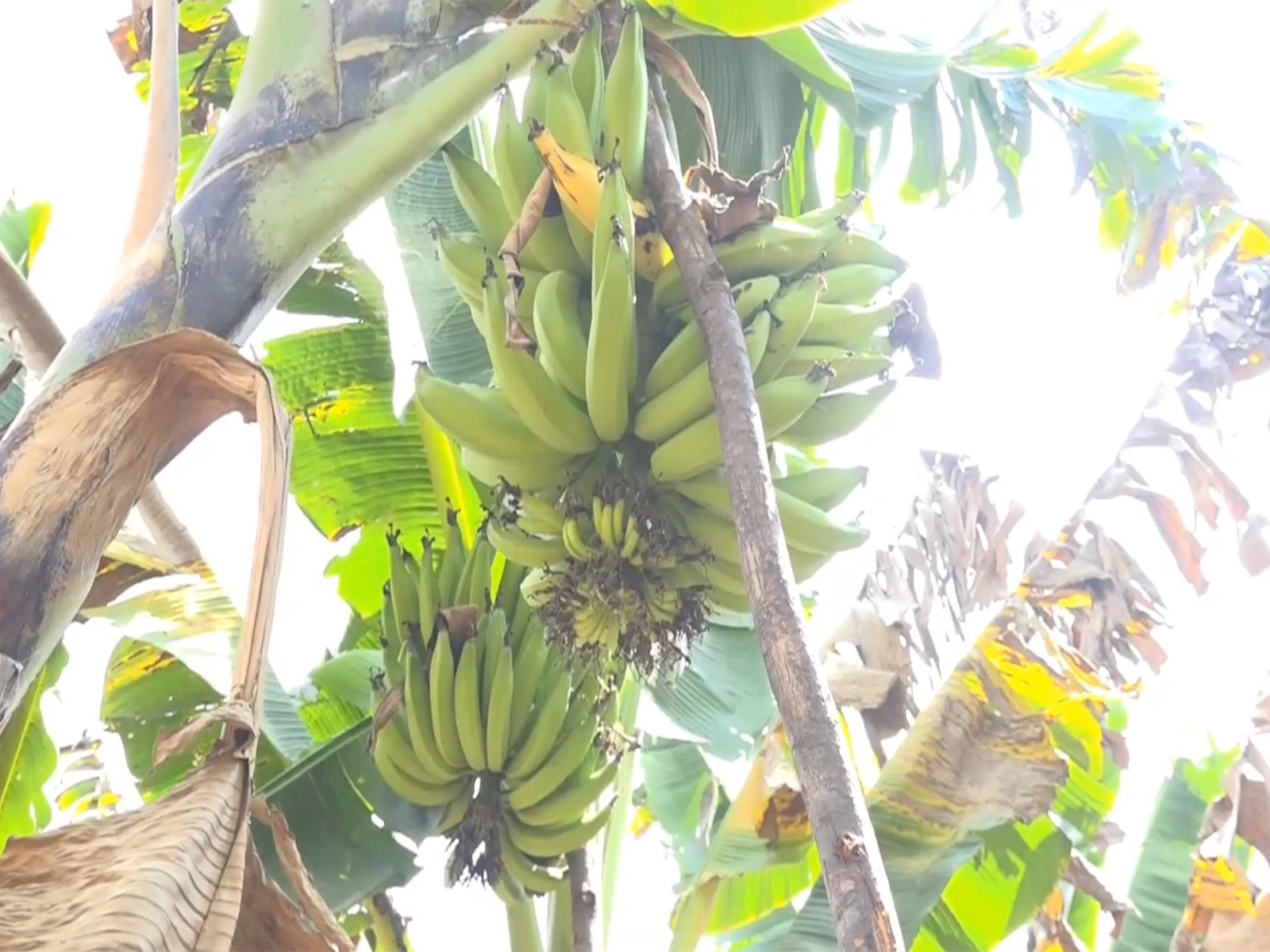 Nendran banana prices plunge in Tiruchirappalli (Photo/ANI)